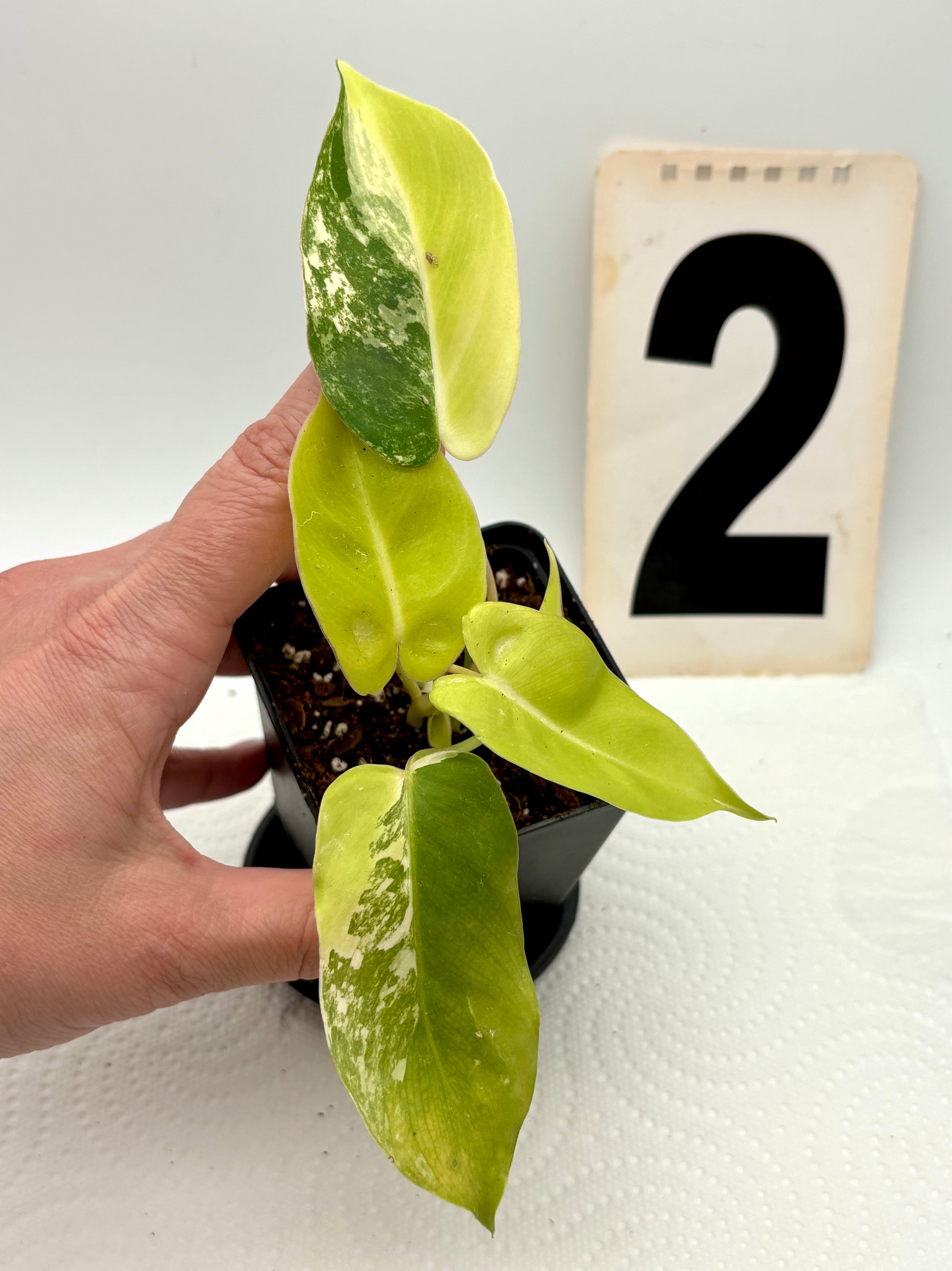Philodendron Burle Marx Variegata