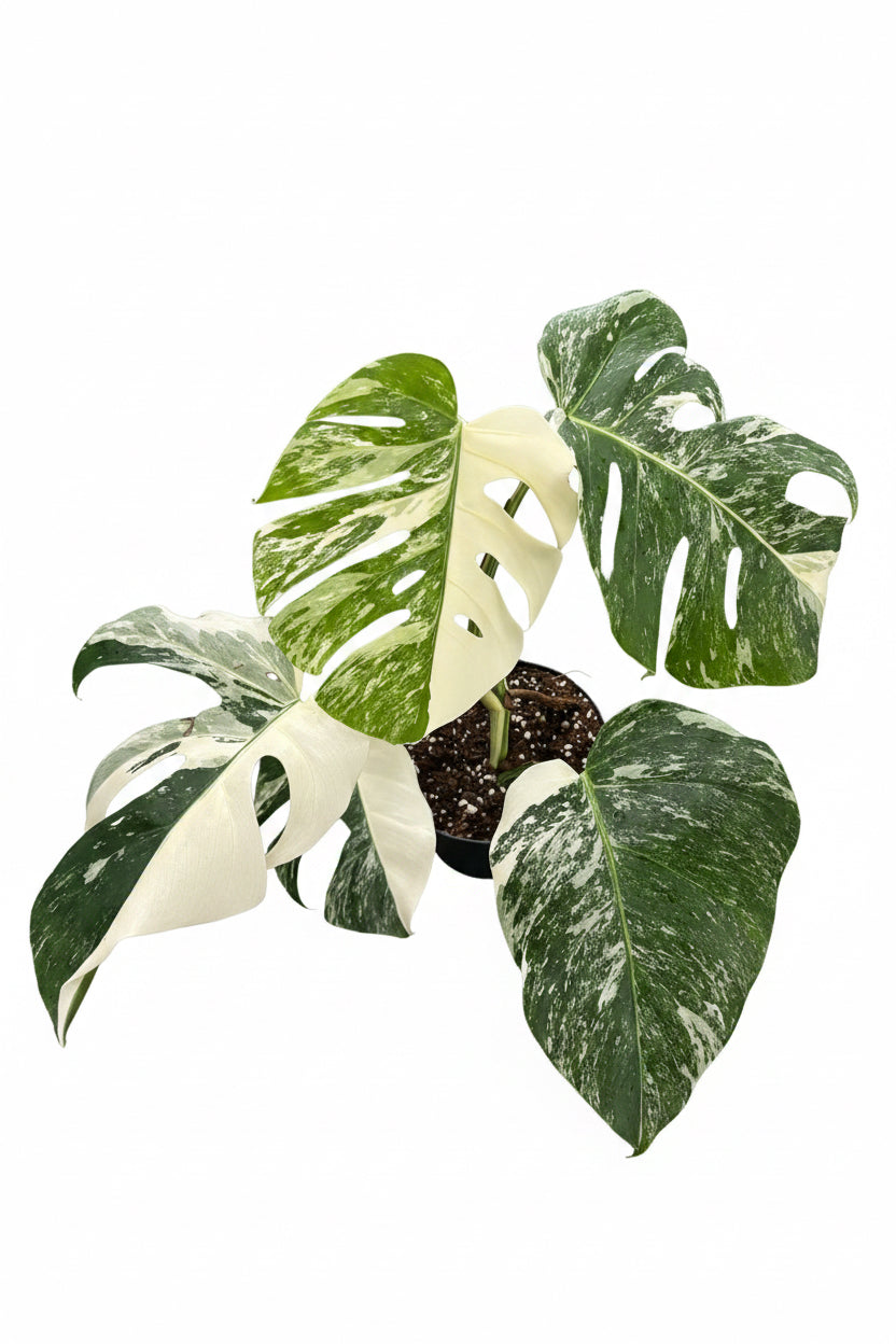Monstera Variegata