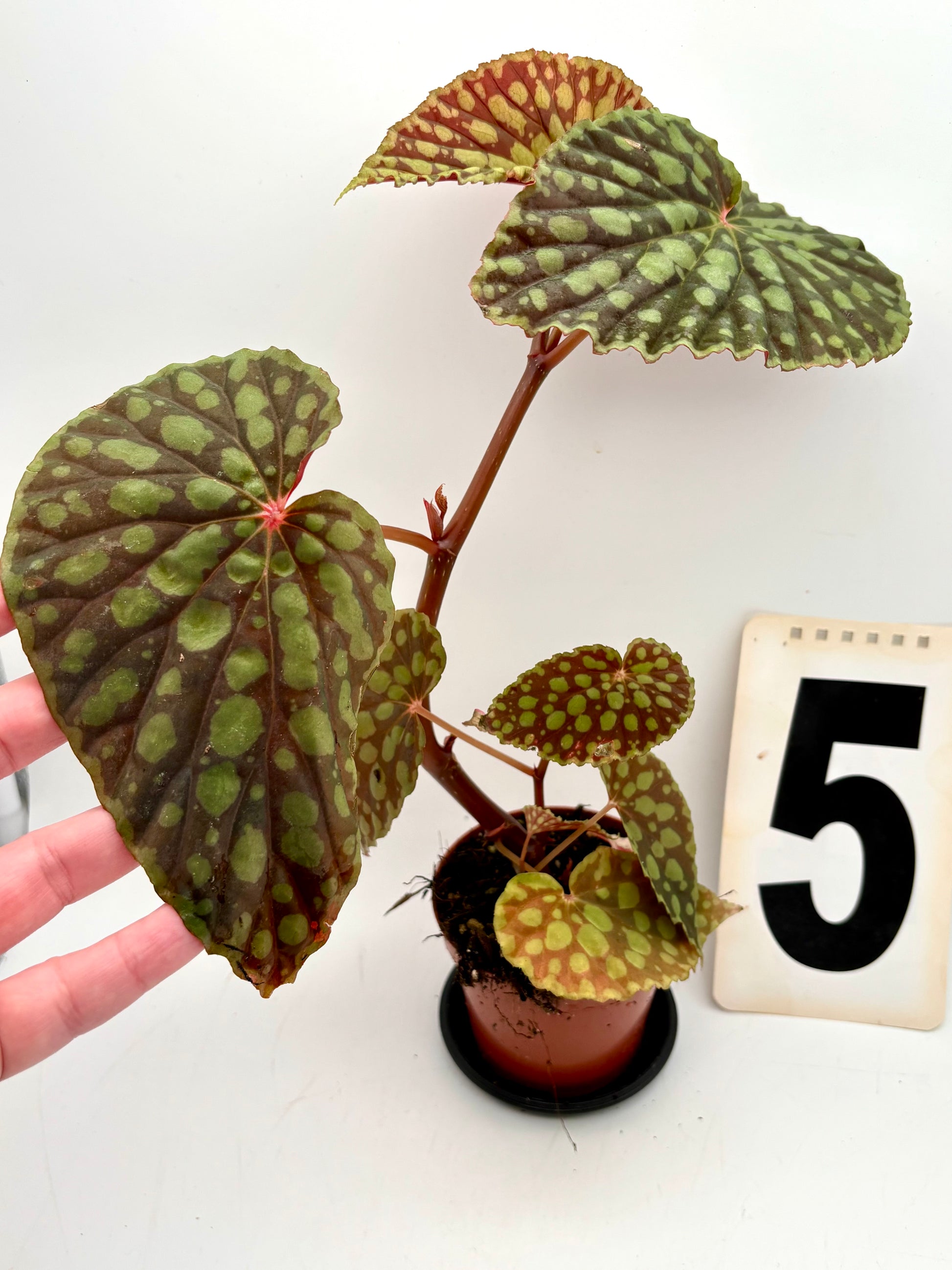 Begonia Chlorosticta von Exotic-Flowers mit grünen Blättern und weißen Flecken, Pflanzen im Top, detailreiche Blätter.