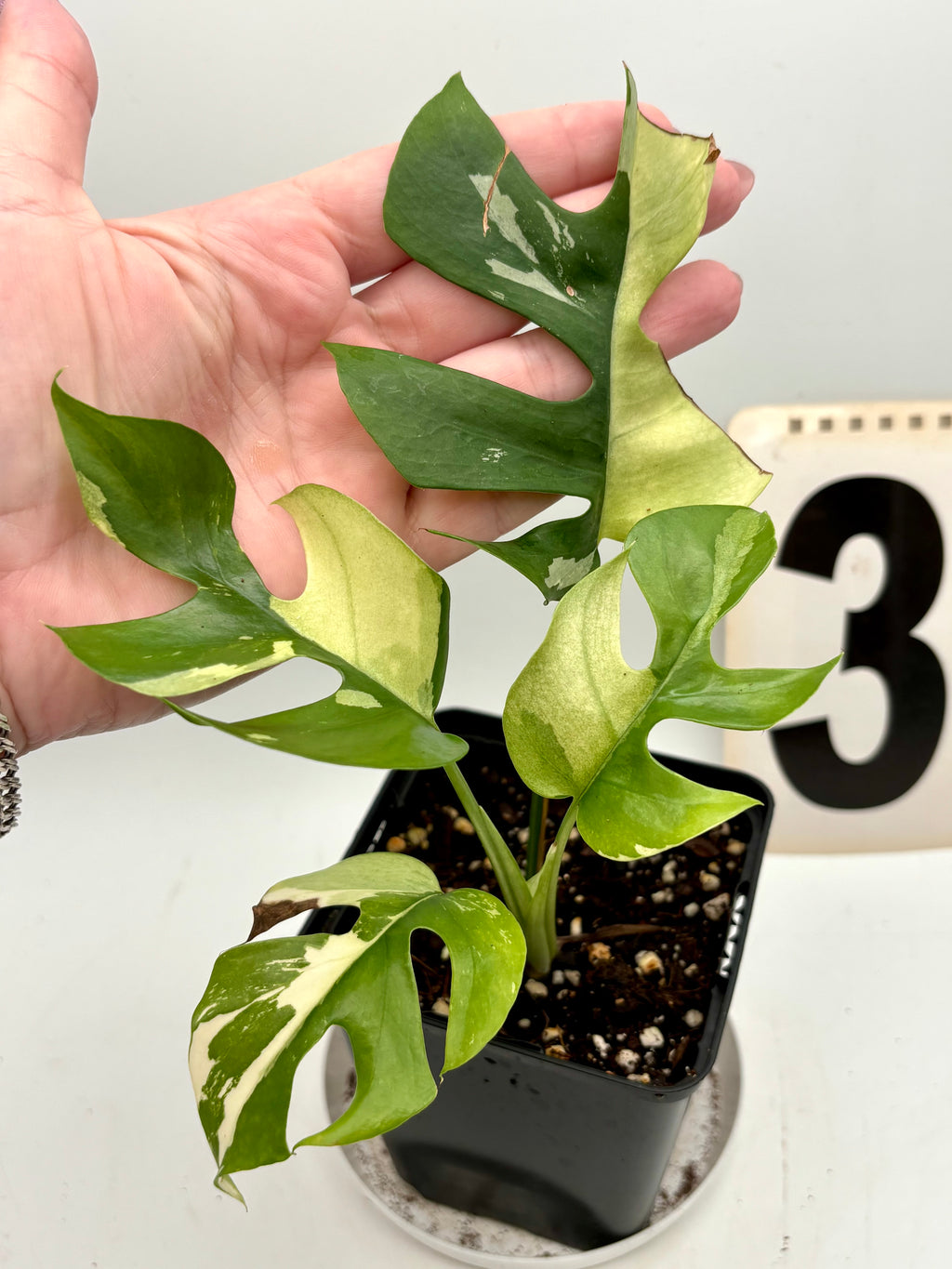 Rhaphidophora Tetrasperma Albo Variegata, auch Monstera Minima, mit grünen und weißen variegierten Blättern, auf natürlichem Hintergrund