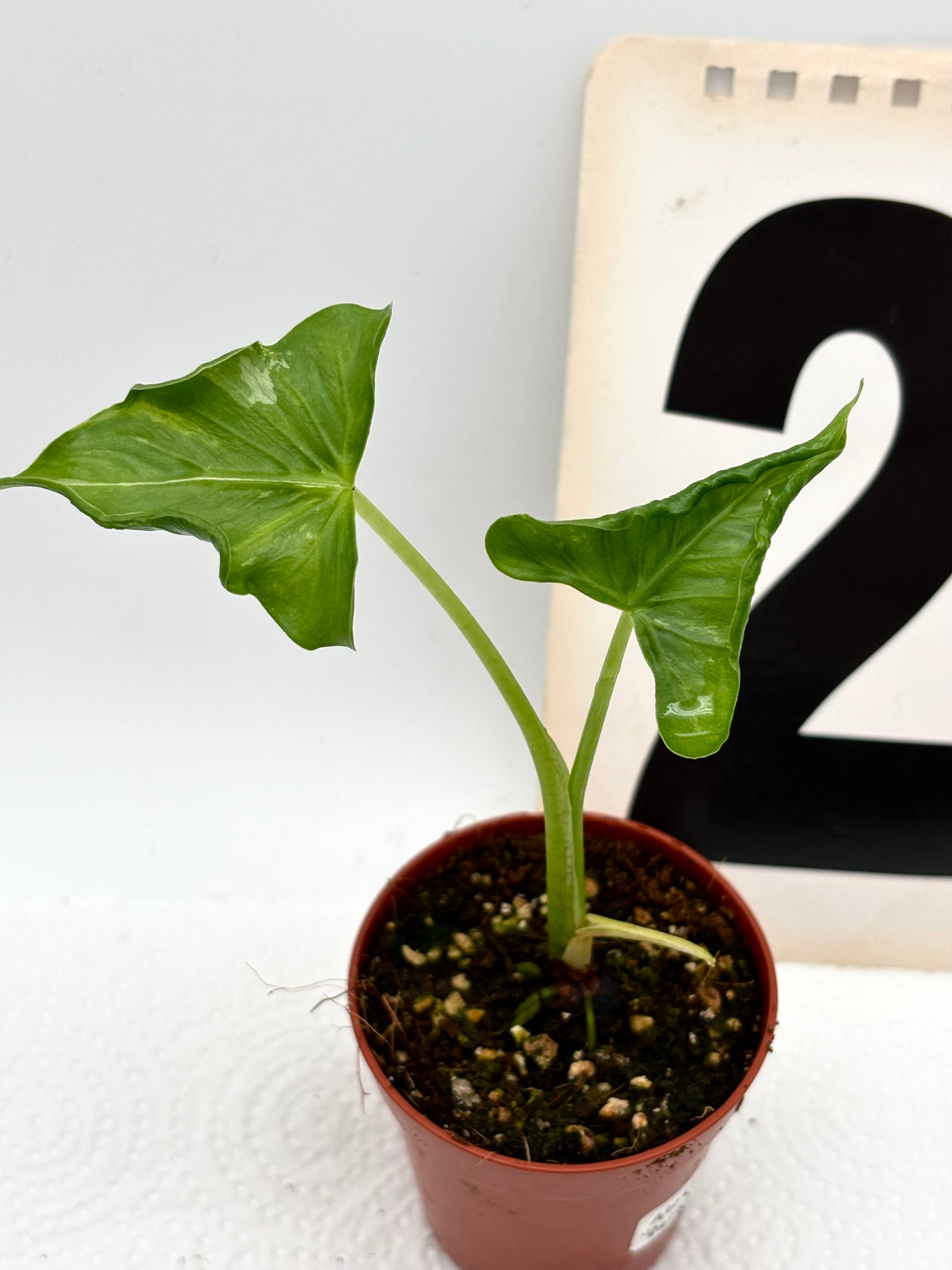 Alocasia Cucullata Crinkles Variegata - Exotic-Flowers