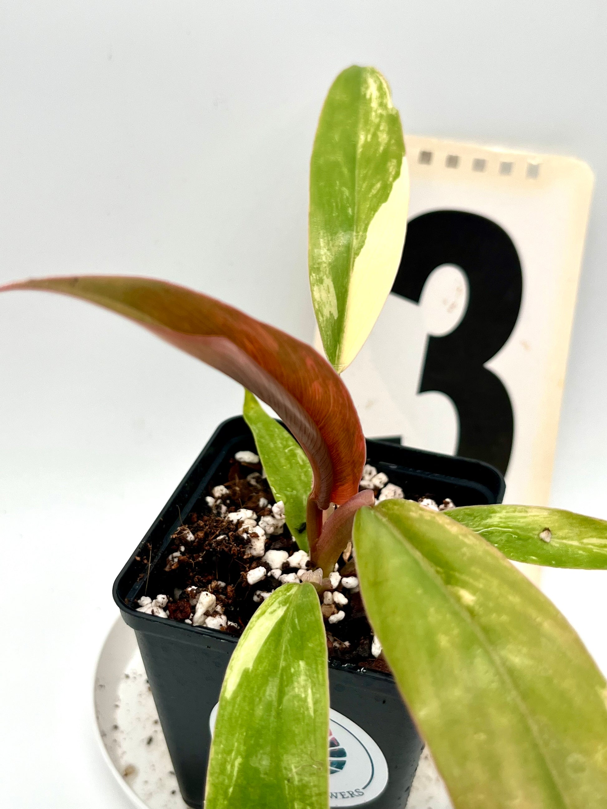 Philodendron Caramel Marble
