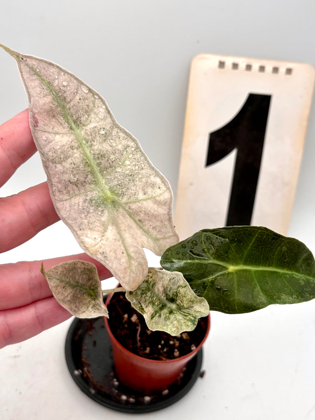 Alocasia Polly Pink Mutation