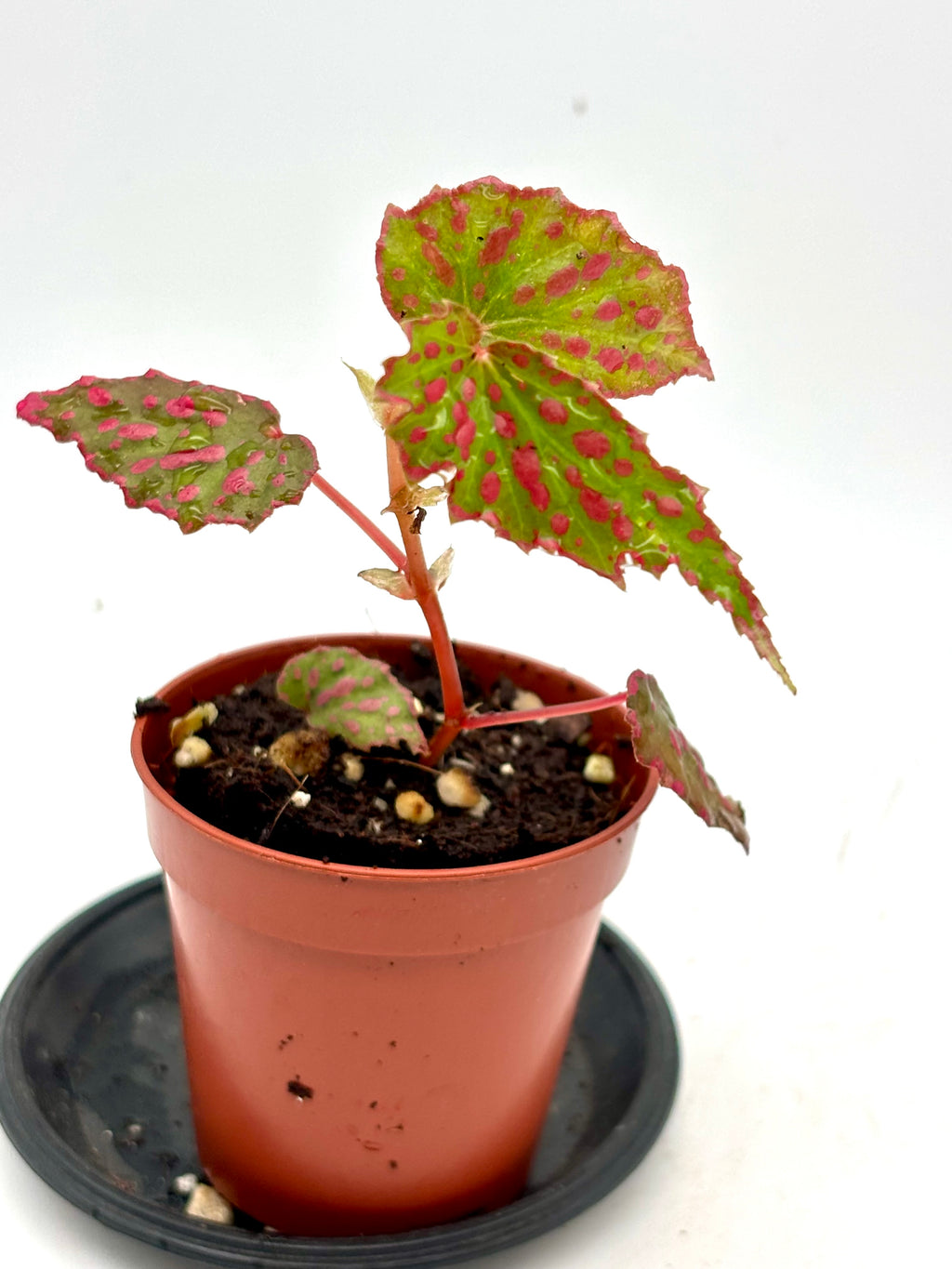 Exotische Begonie NoID – Pink Lady mit pinken Blüten und grünen Blättern, detailreiche Nahaufnahme der Pflanze.