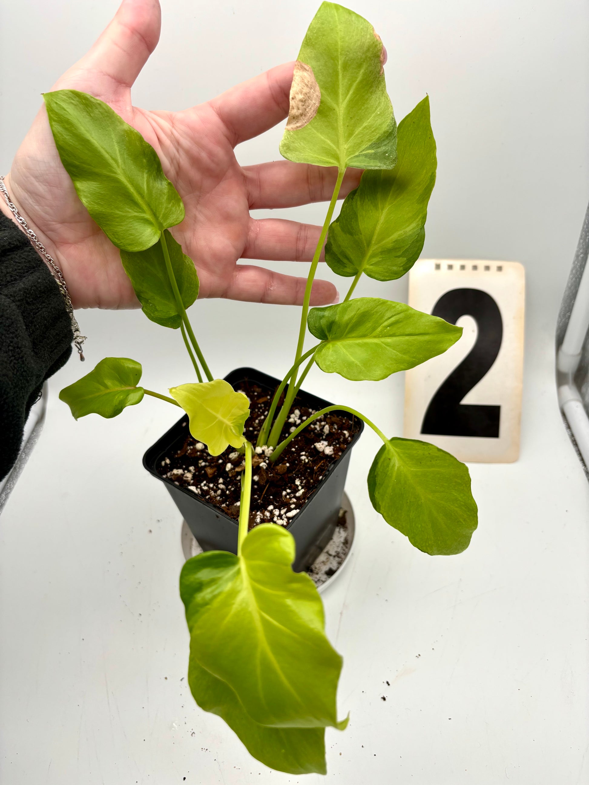dwarf philodendron plant Philodendron Xanadu Dwarf Variegata – Exotic-Flowers