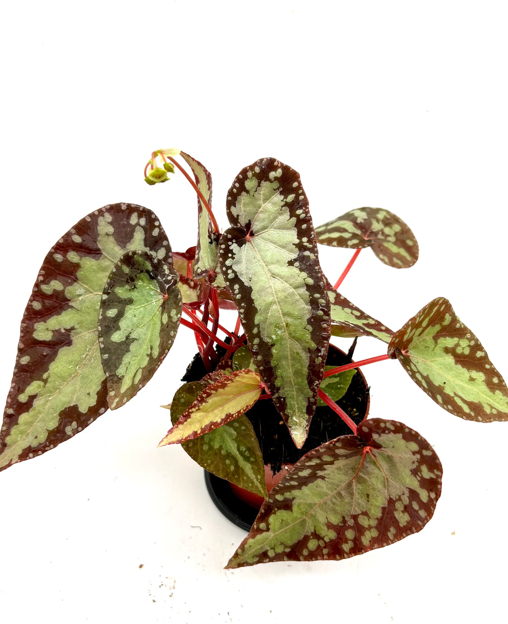 Begonia Silver Moon