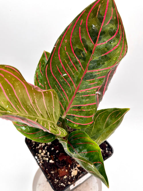 aglaonema rotundum red army Aglaonema Red Army – Exotic-Flowers