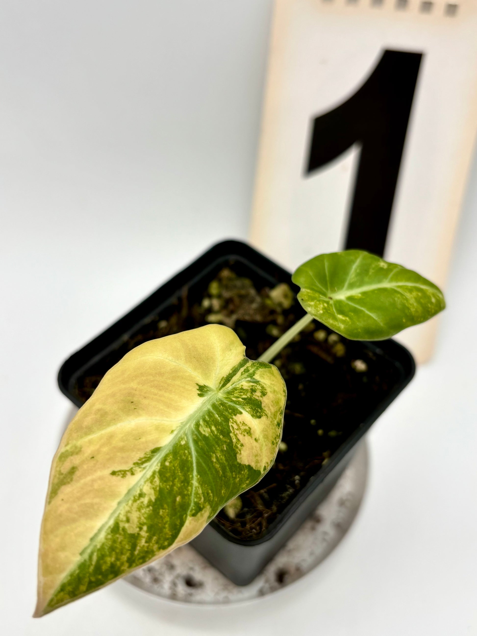 Alocasia Black Velvet Aurea Variegata