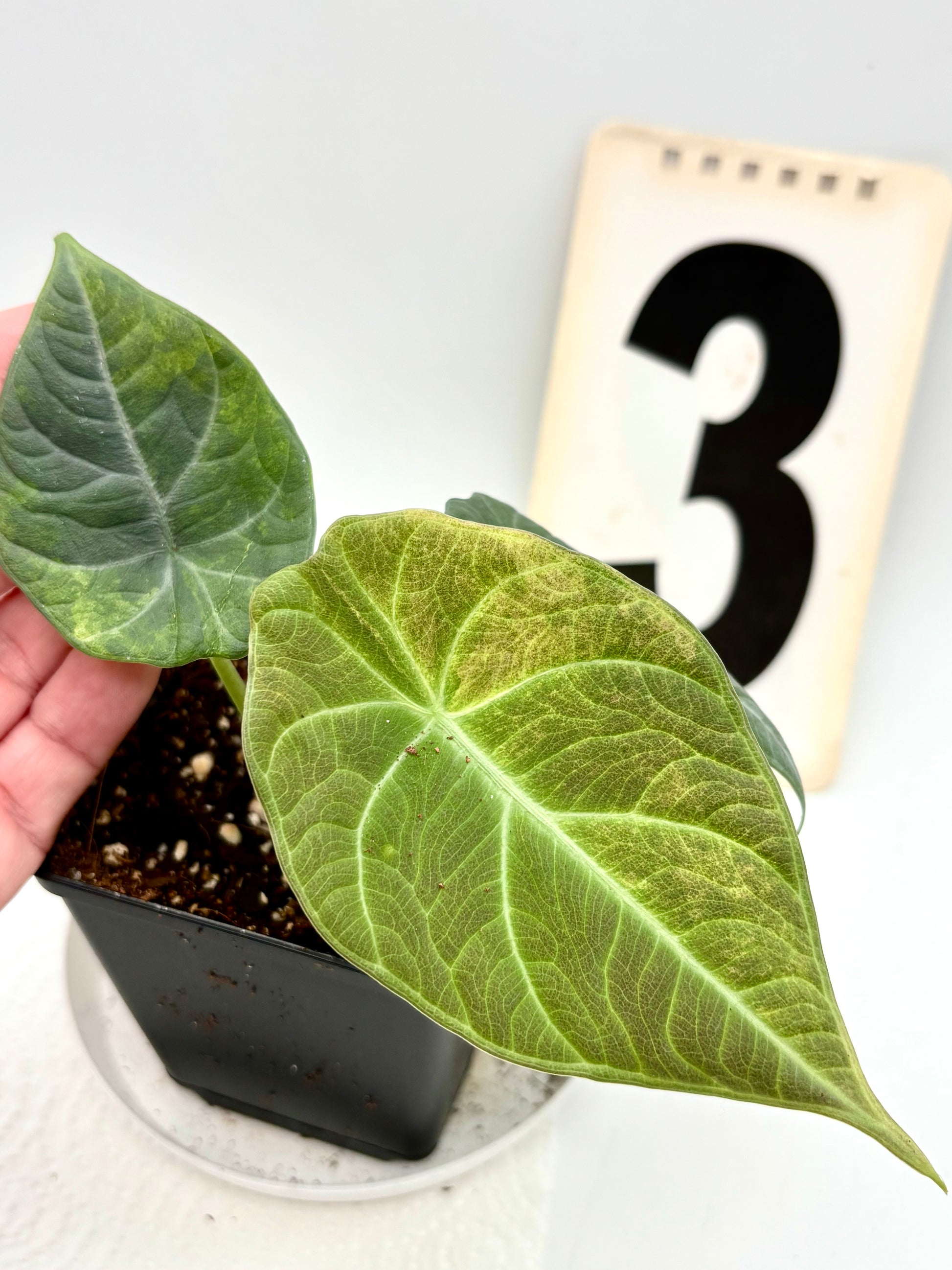 Alocasia Maharani Aurea Variegata
