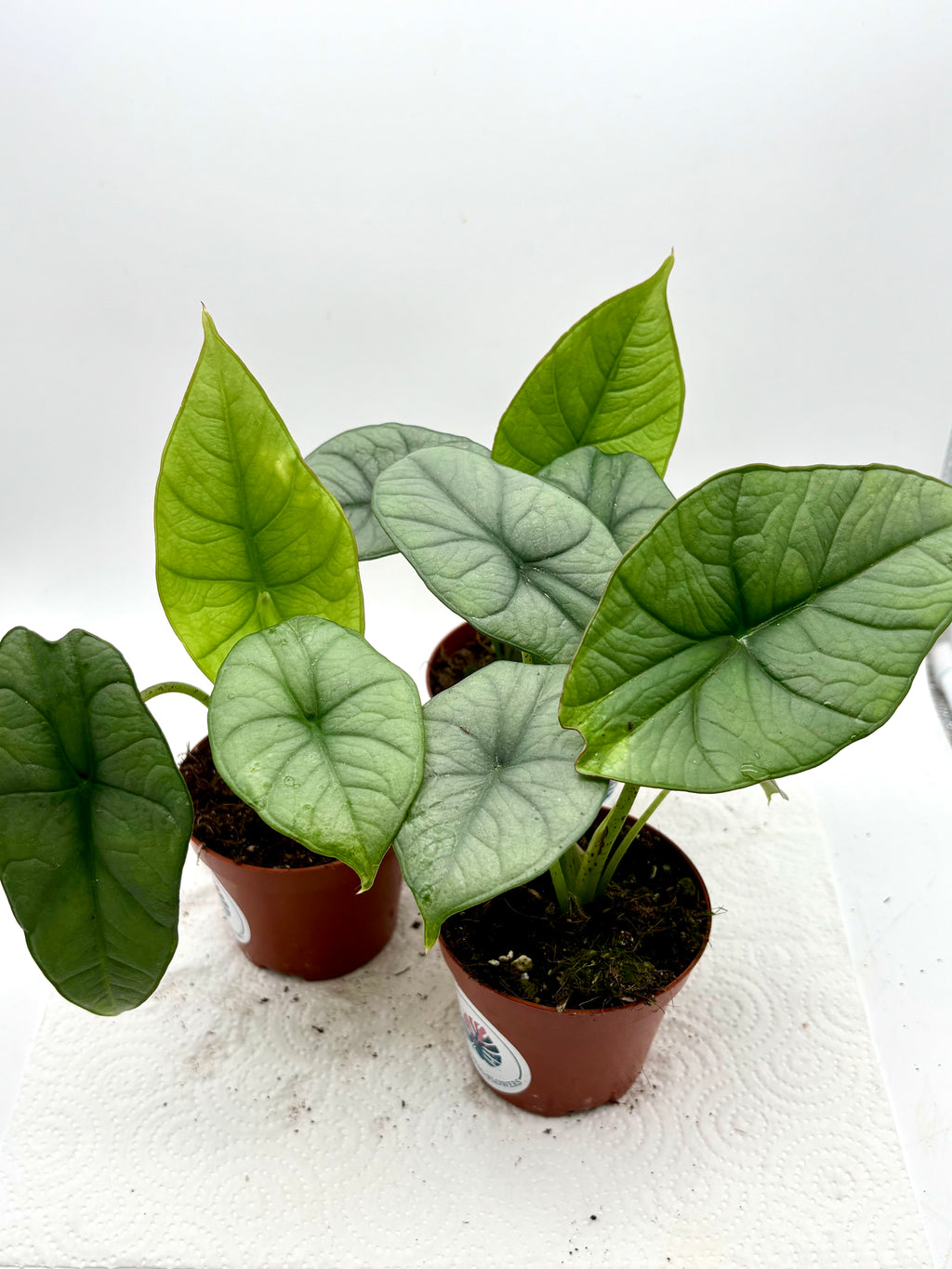 Alocasia Platinum Pflanze mit großen grünen Blättern und silbernen Adern, exotisch und dekorativ, von Exotic-Flowers