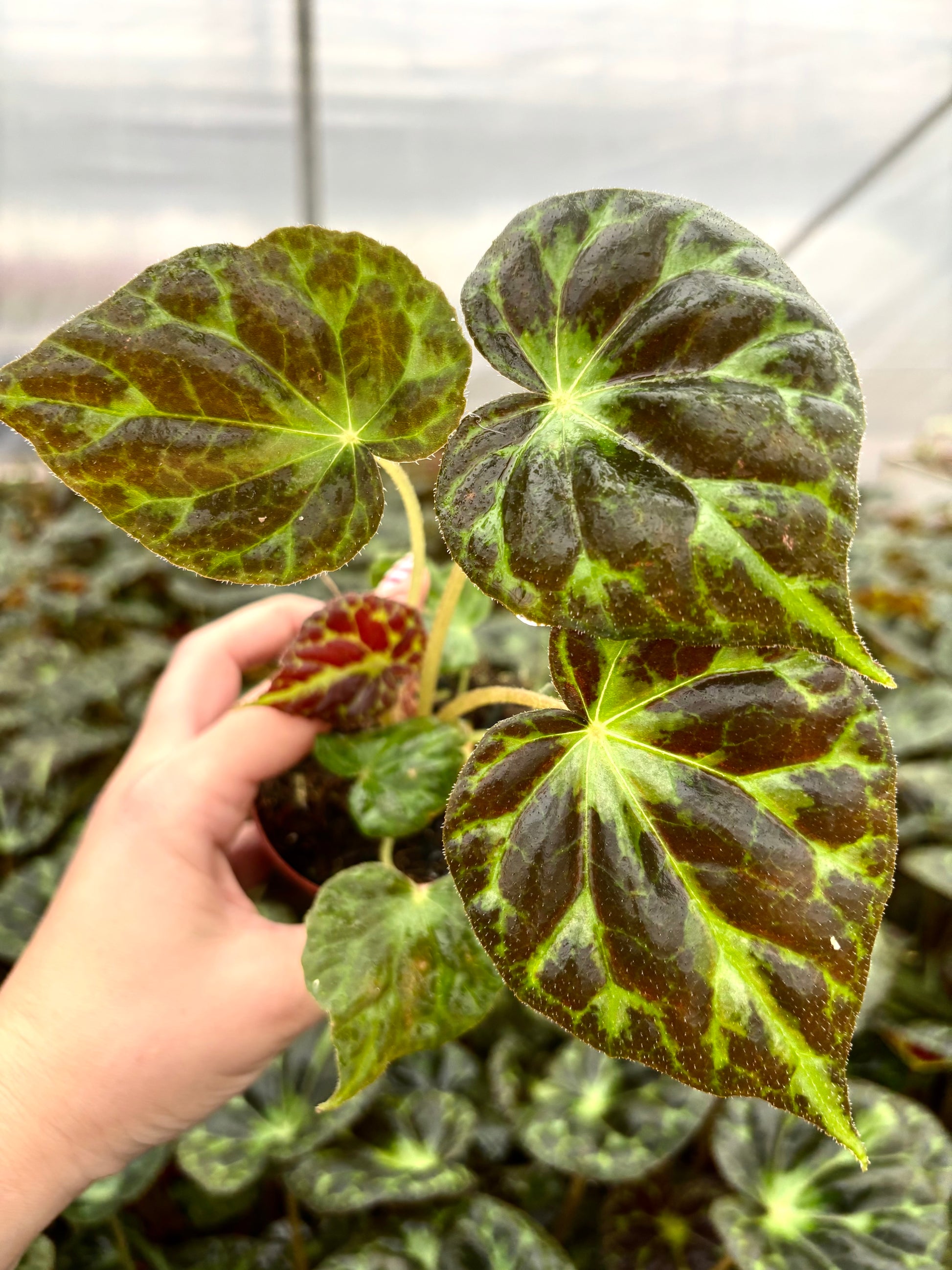 Begonia Barsalouxiae