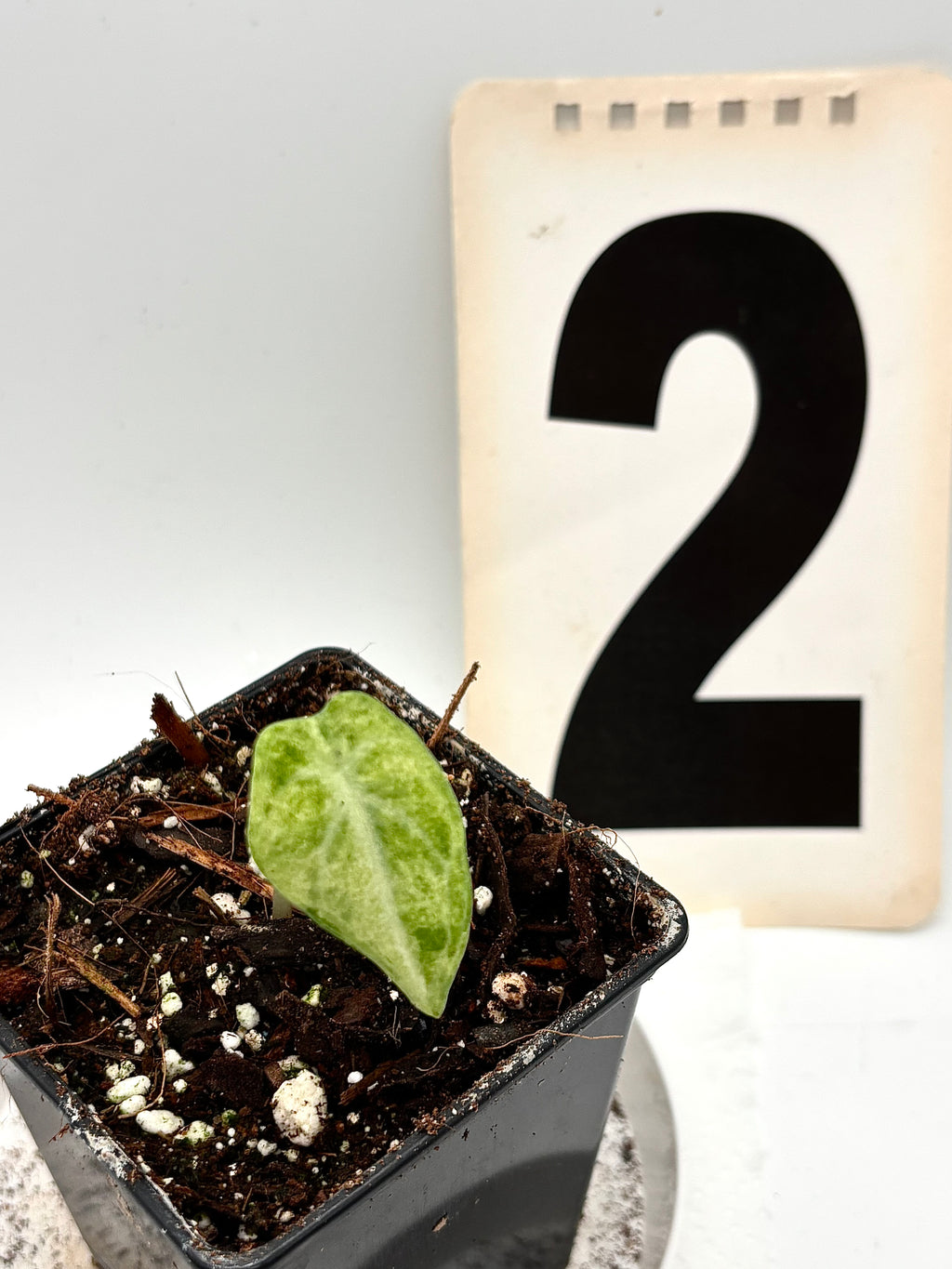 Alocasia Ninja Tricolor