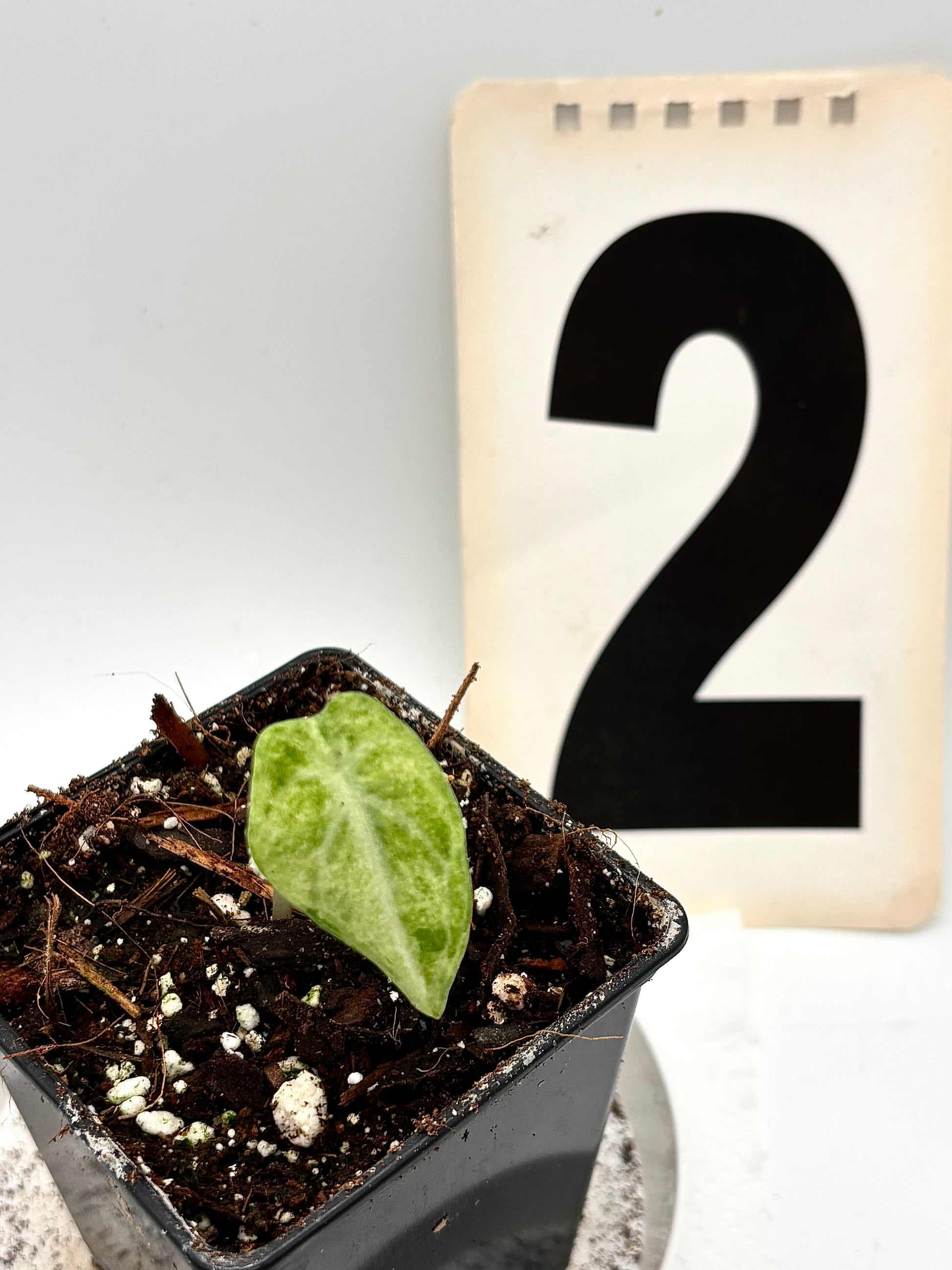 Alocasia Ninja Tricolor