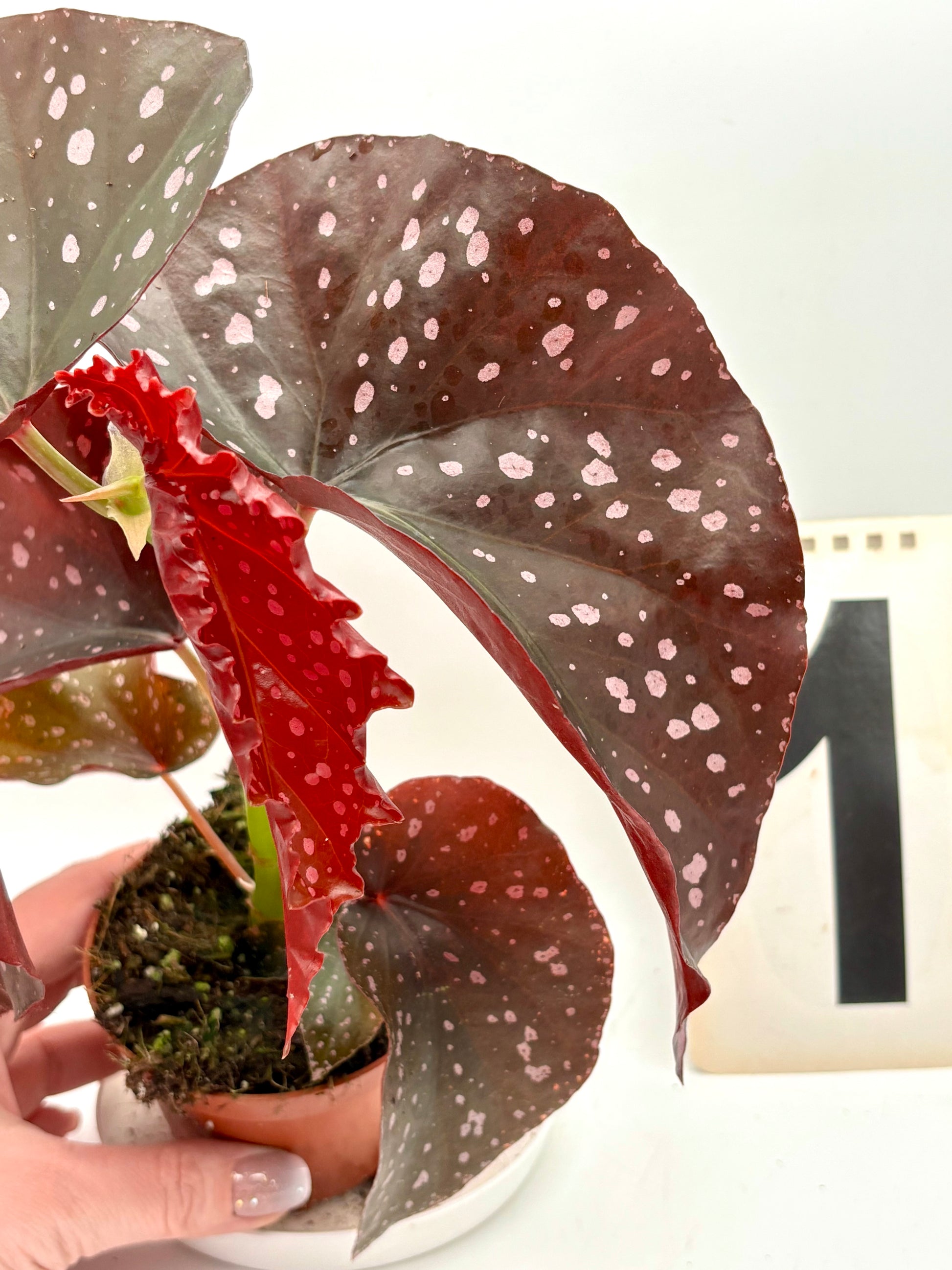 Begonia x ‚Cracklin Rosie - Exotic-Flowers
