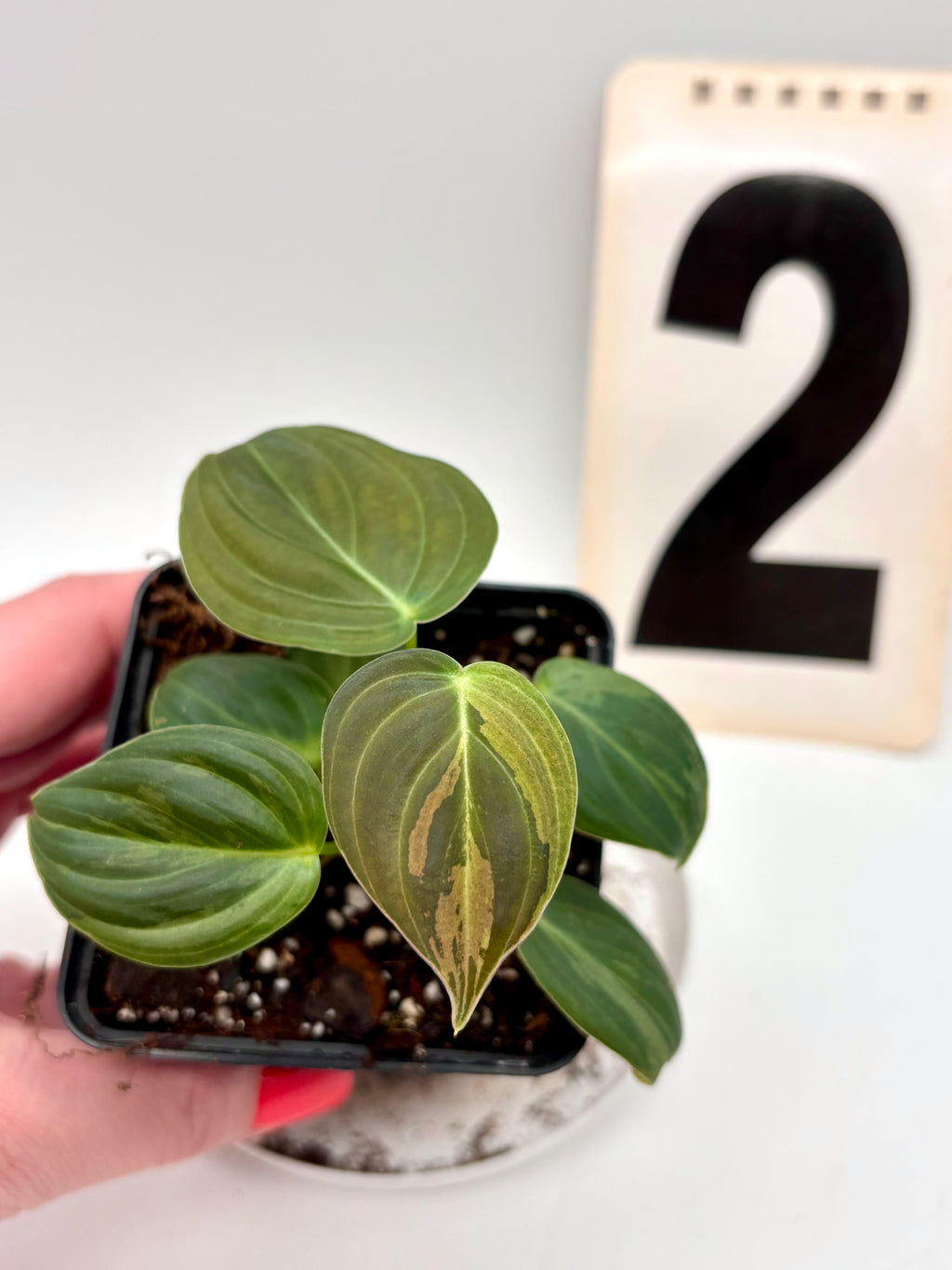 Philodendron Melanochrysum Variegata