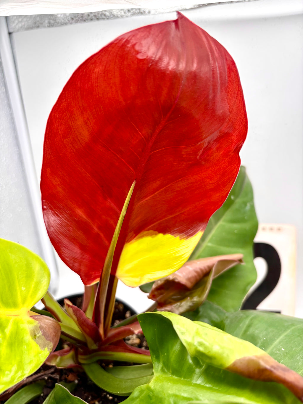 Philodendron Yellow Flame - Exotic-Flowers