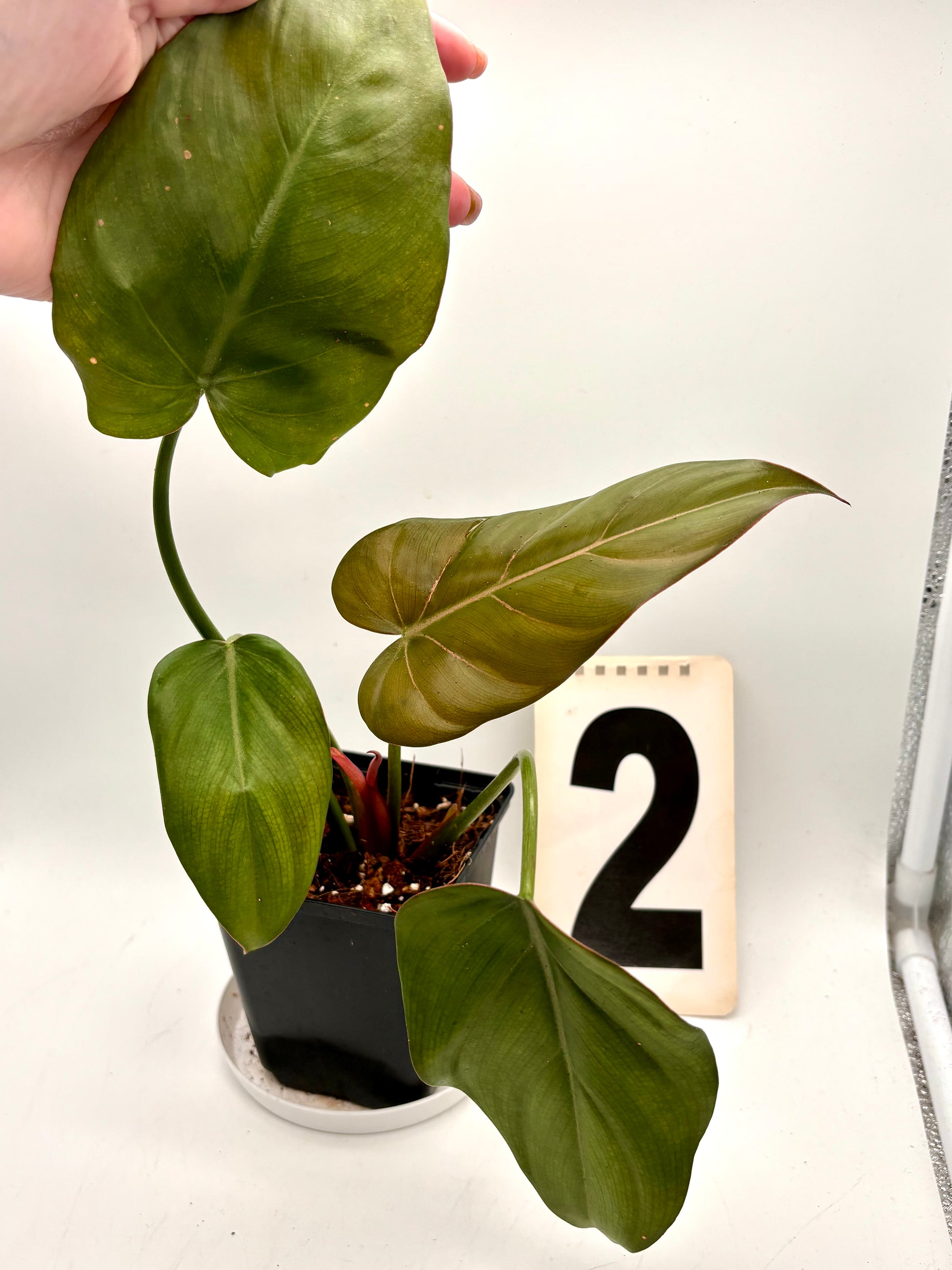 Grüner Philodendron Summer Glori von Exotic-Flowers mit großen, glänzenden Blättern auf einem Topf.