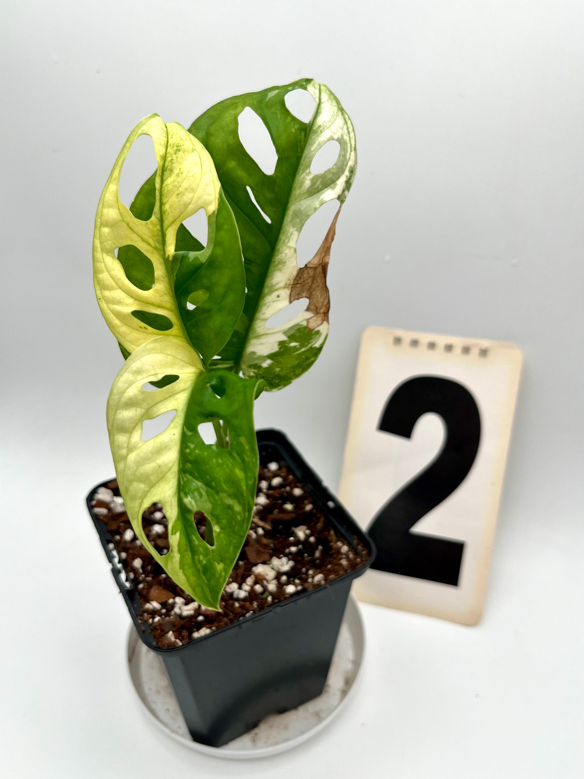 Monstera Adansonii Variegata