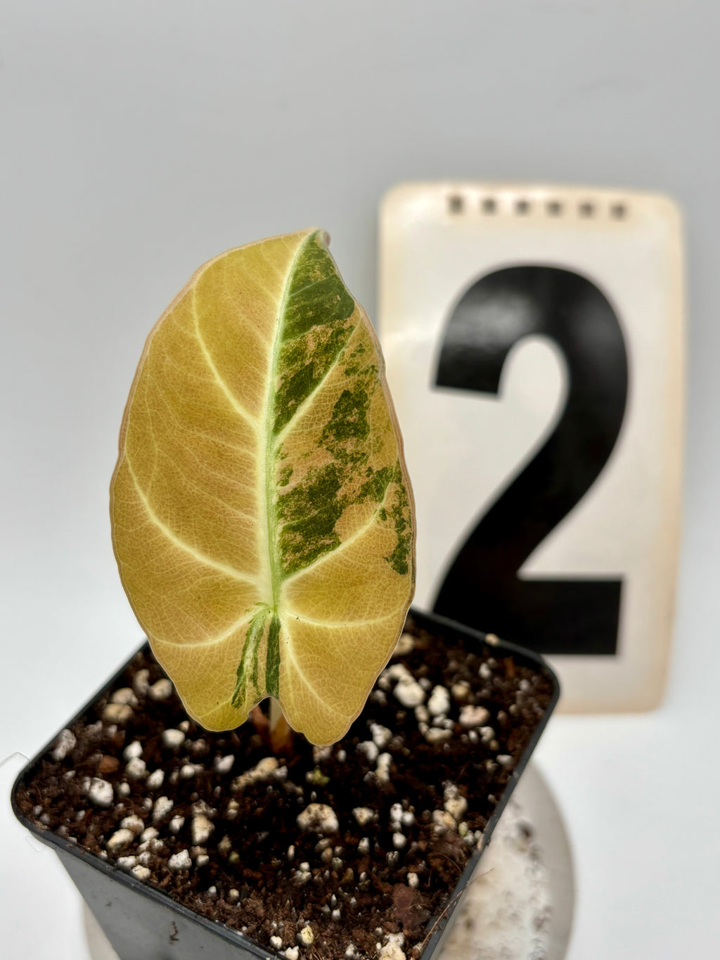 Alocasia Black Velvet Aurea Variegata