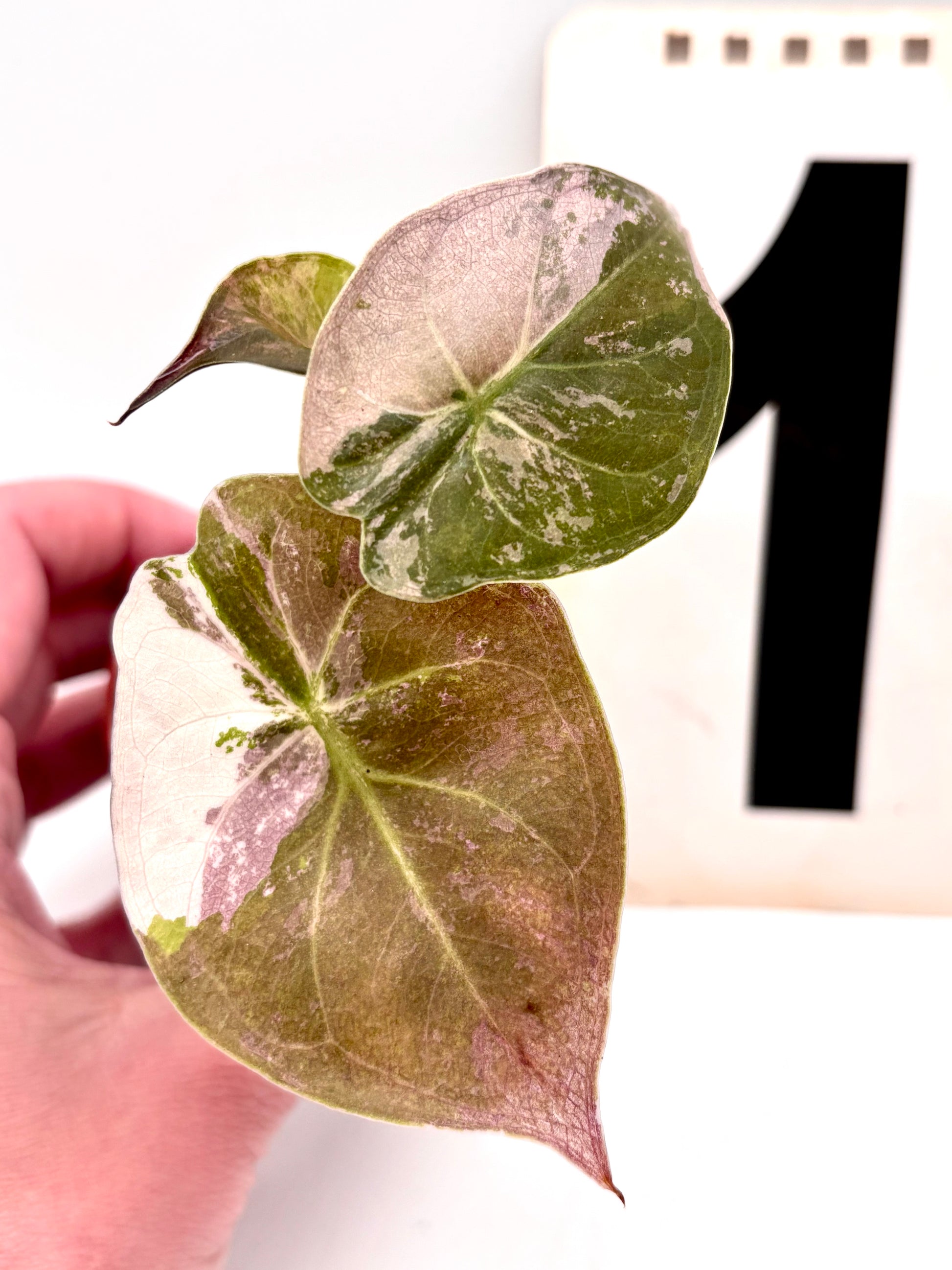 Alocasia Wentii Albo mit rosa Variegation, exotische Pflanze mit großen grünen Blättern und weißen Muster, ideal für Zimmerpflanzen