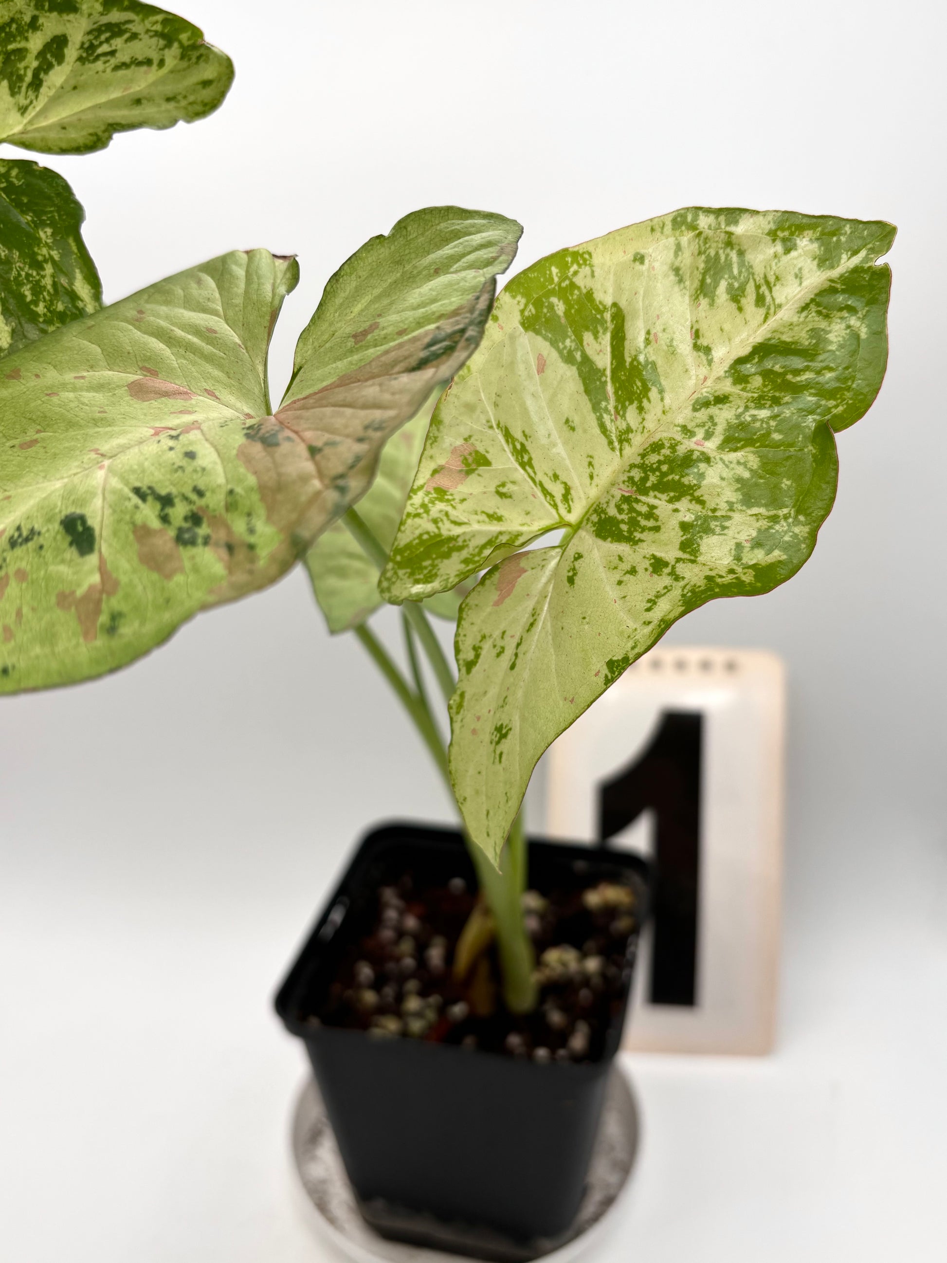 Syngonium Confetti Tricolor