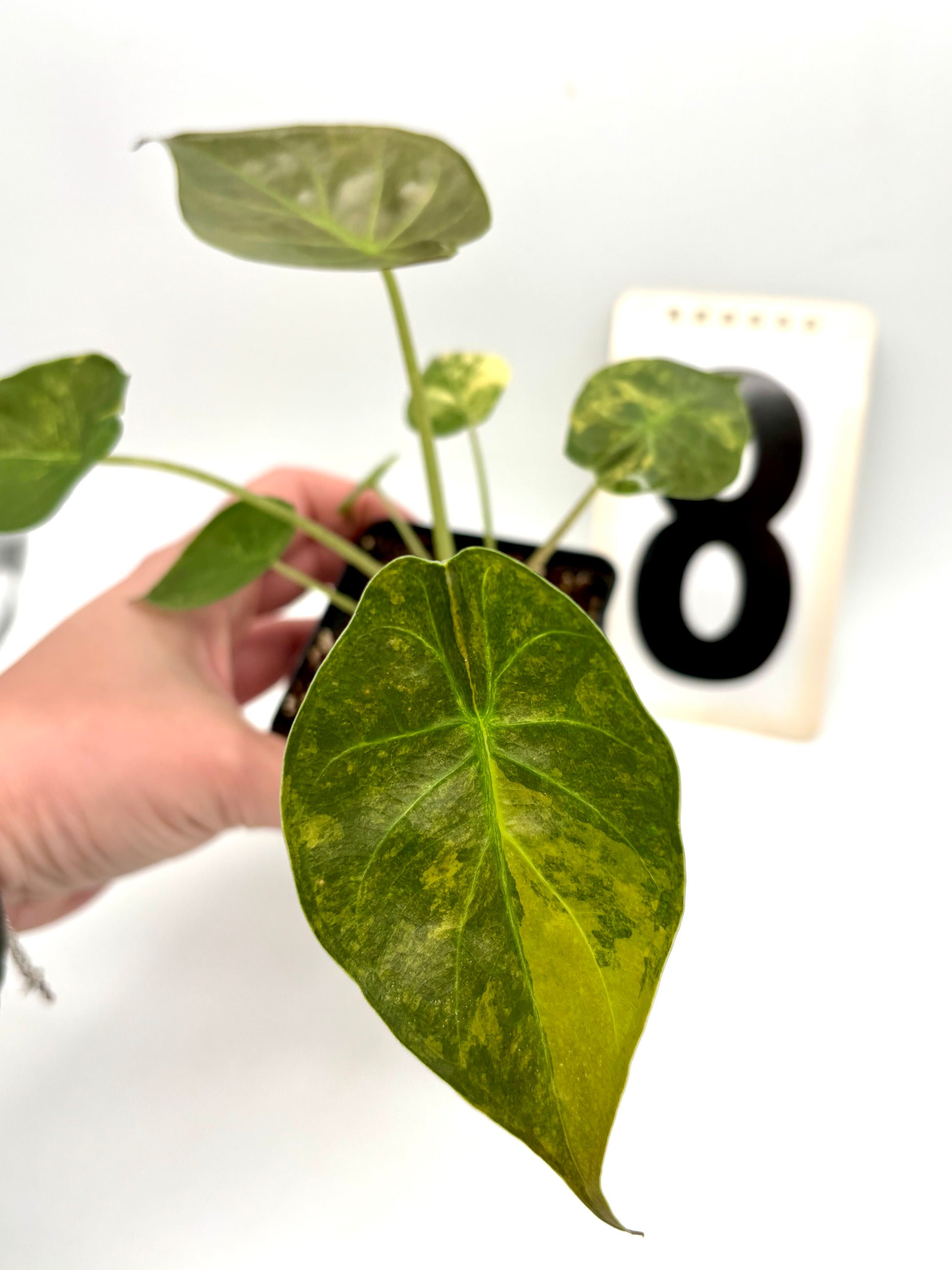 Alocasia Wentii (Sunset) Variegata