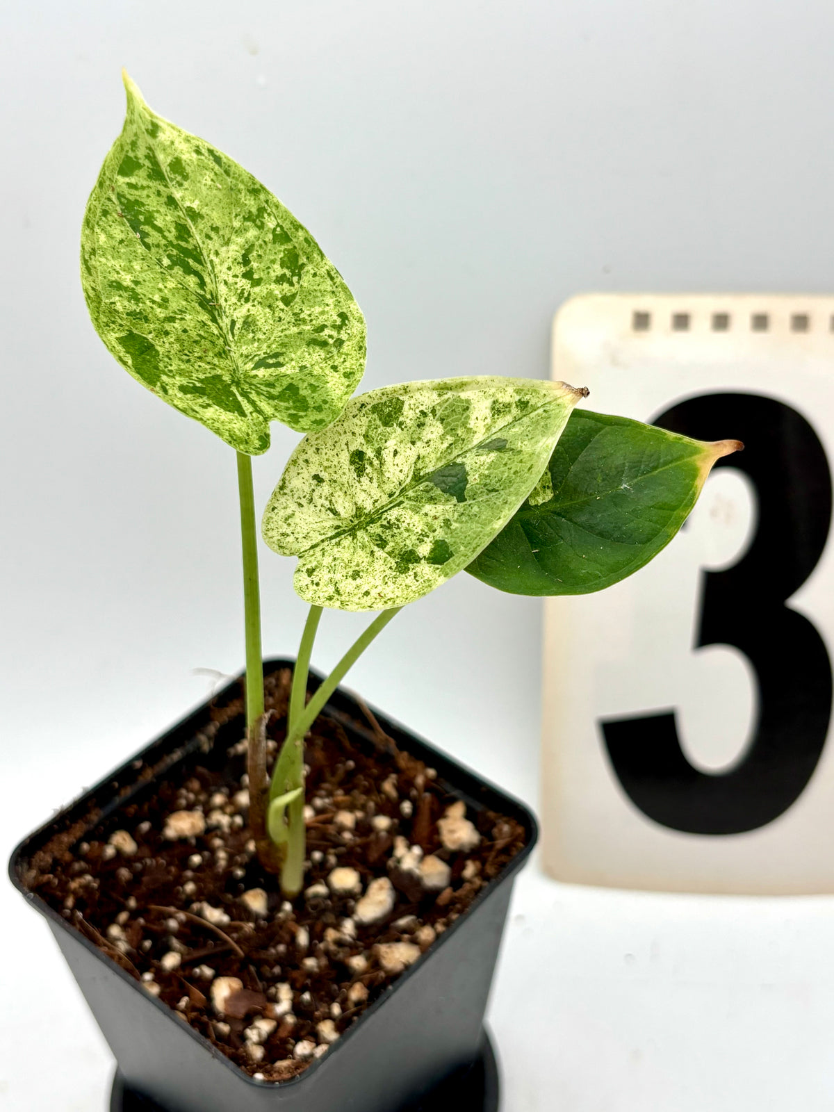 Alocasia Dragon Scale Mint