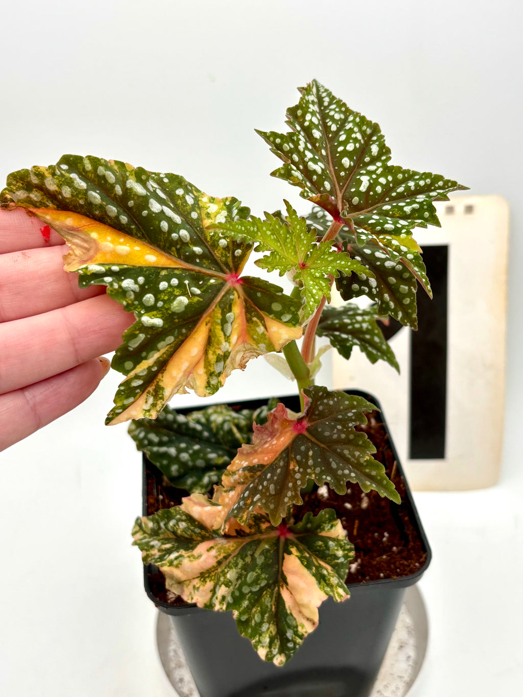 Begonia Izumo no Kiraboshi Variegata