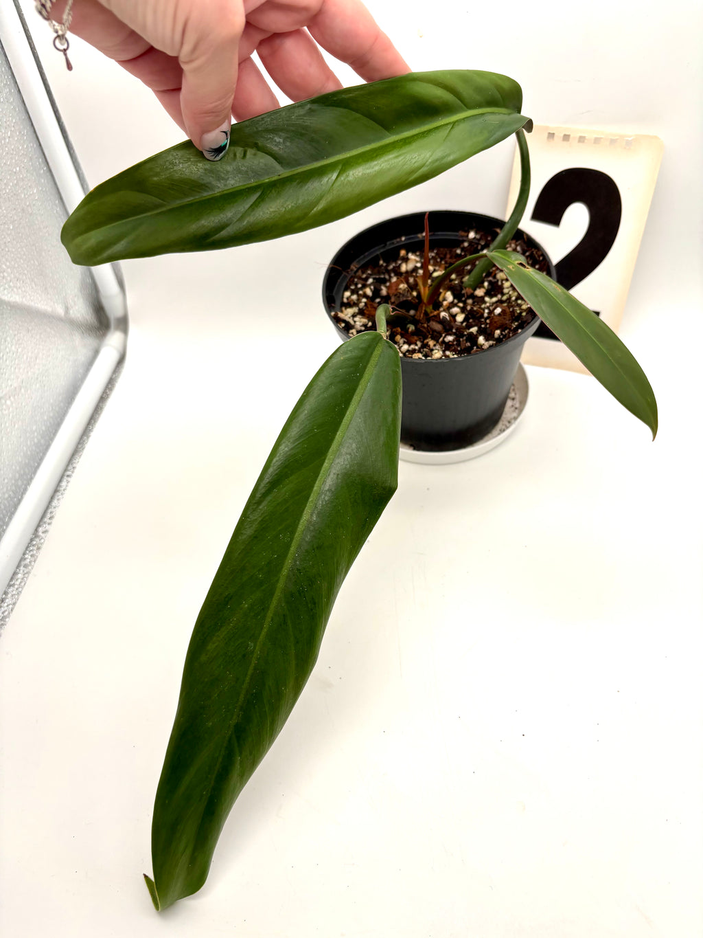 Philodendron Bicolor