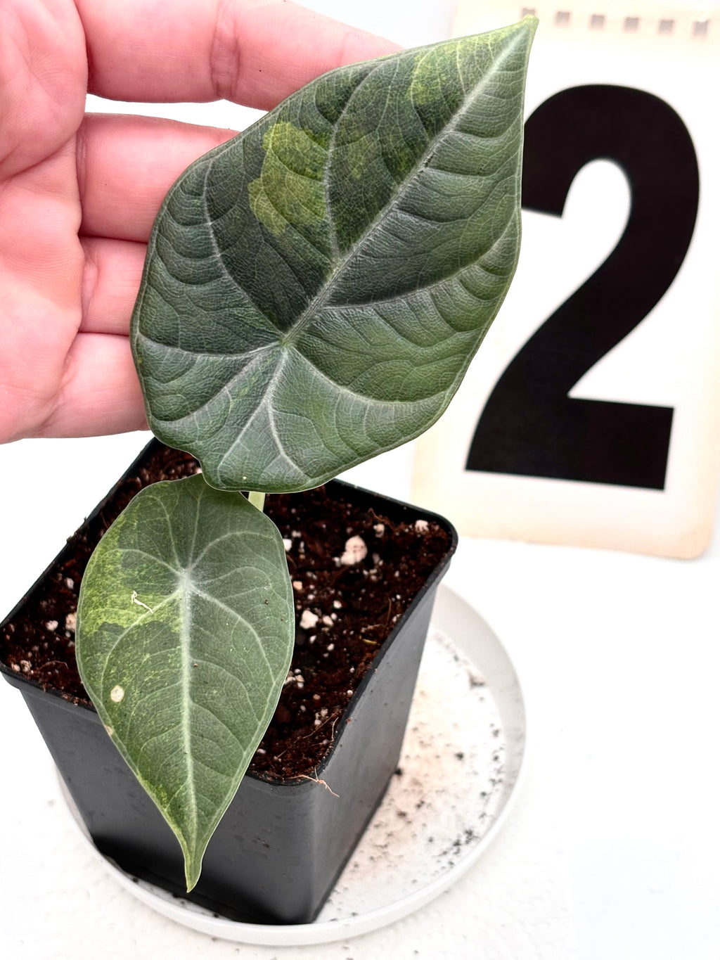 Alocasia Maharani Aurea Variegata