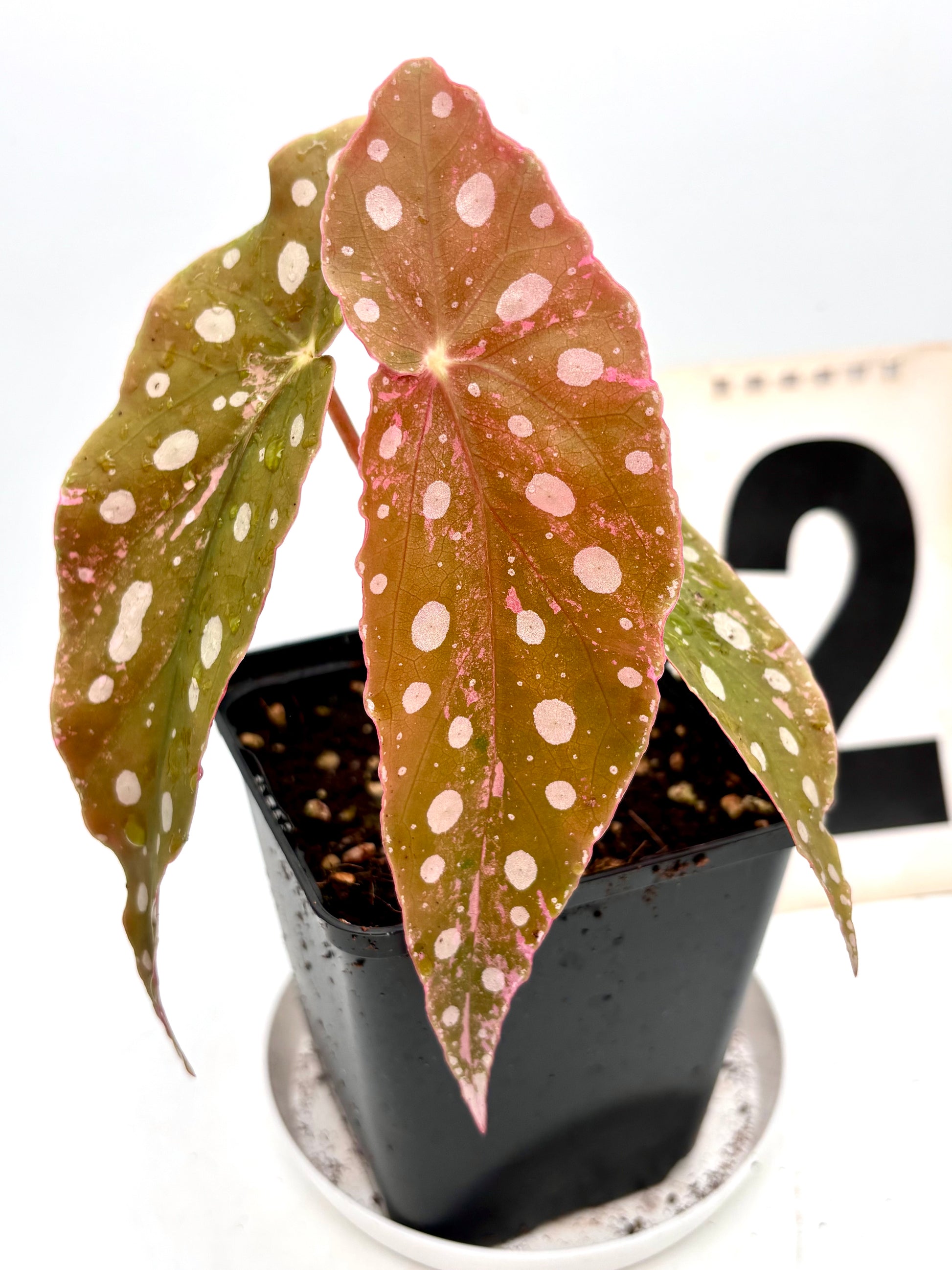 Begonia Maculata Pink Variegata