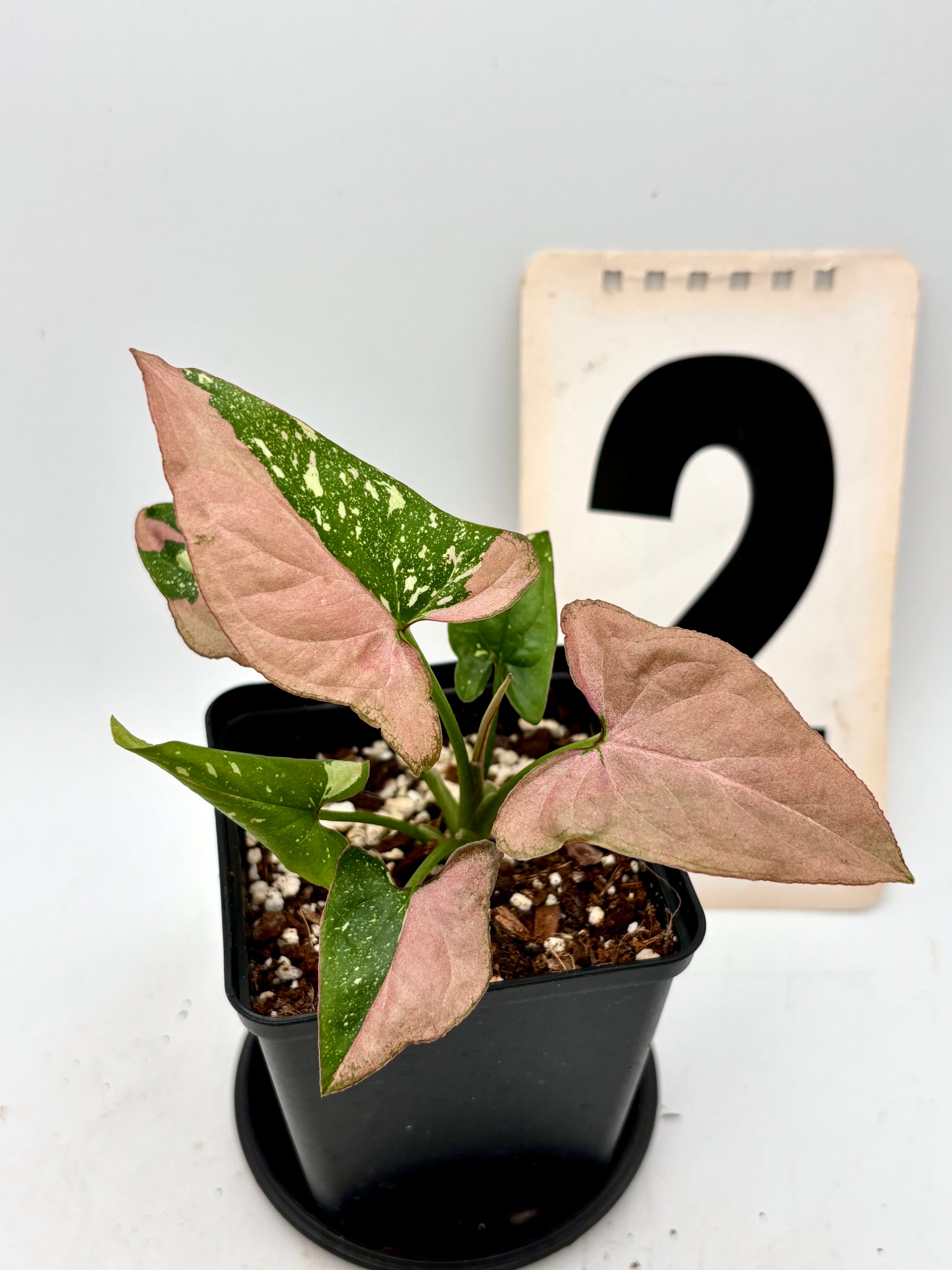 Syngonium Red Spot Tricolor