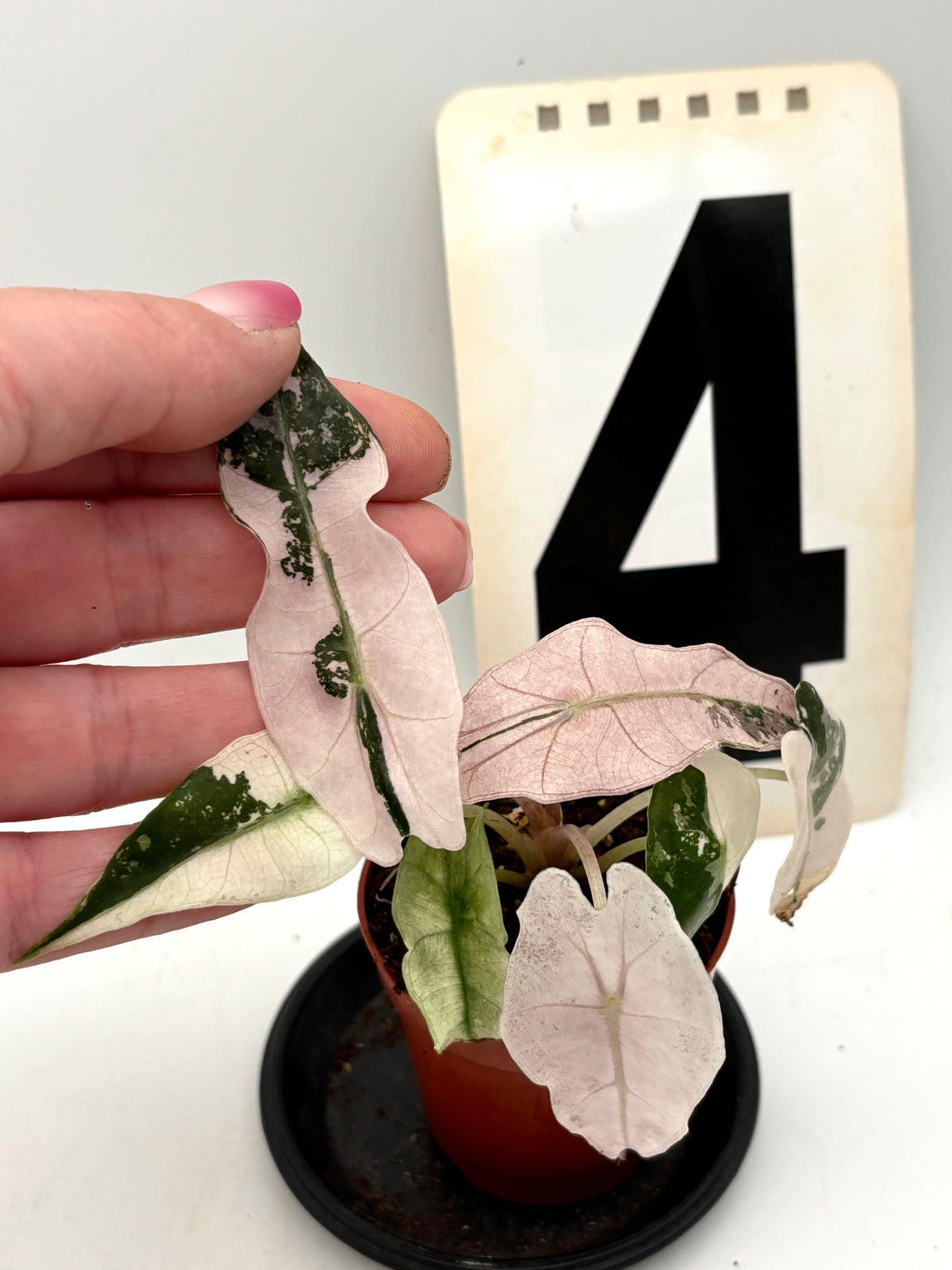 Alocasia Polly Variegata ‚Snowflake‘