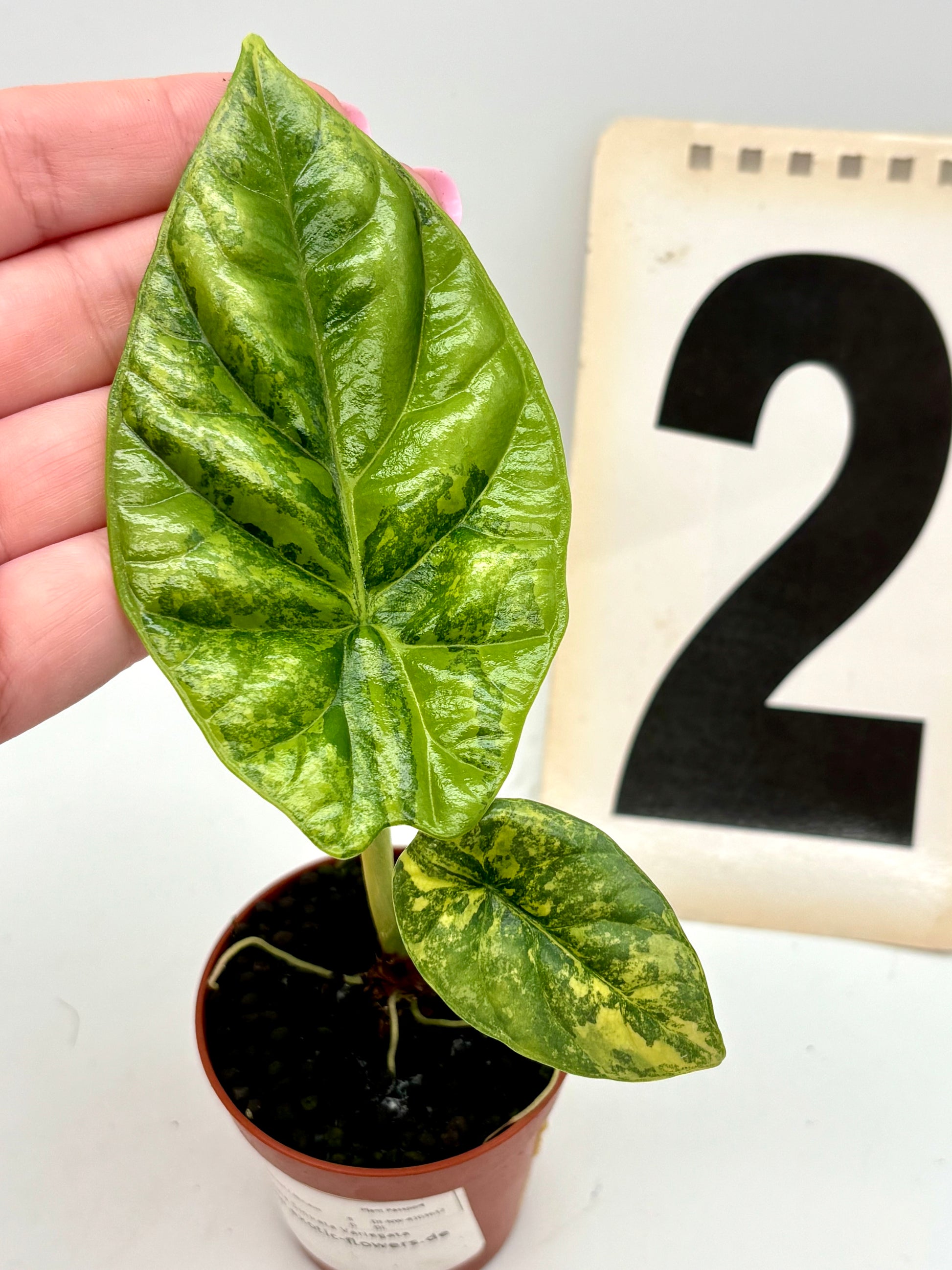 Alocasia Sinuata Variegata
