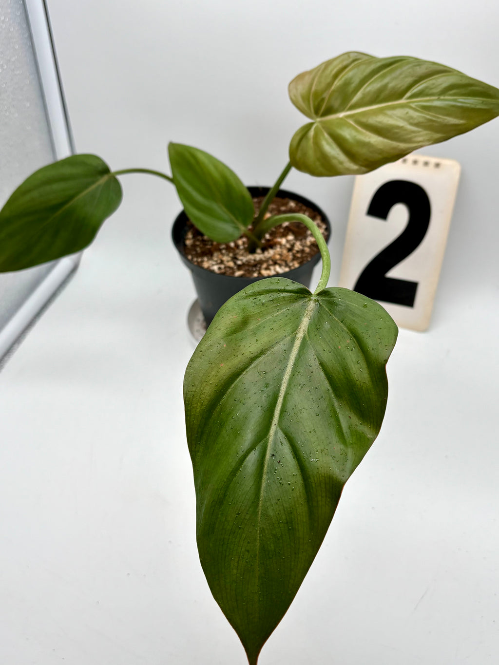 Philodendron Summer Glori