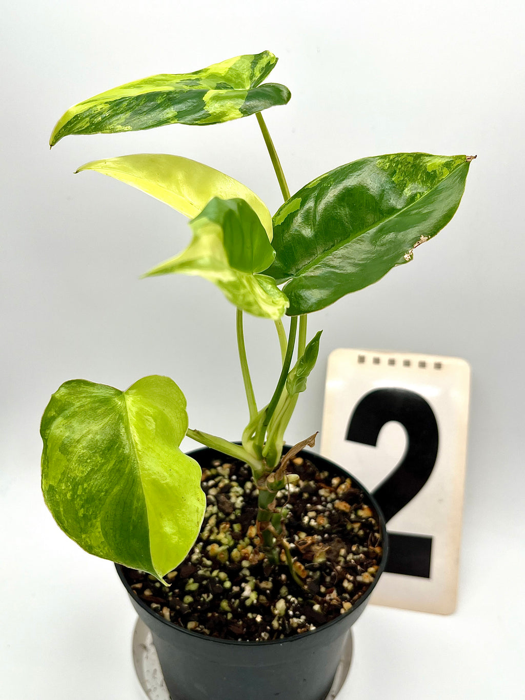 Philodendron Burle Marx Variegata