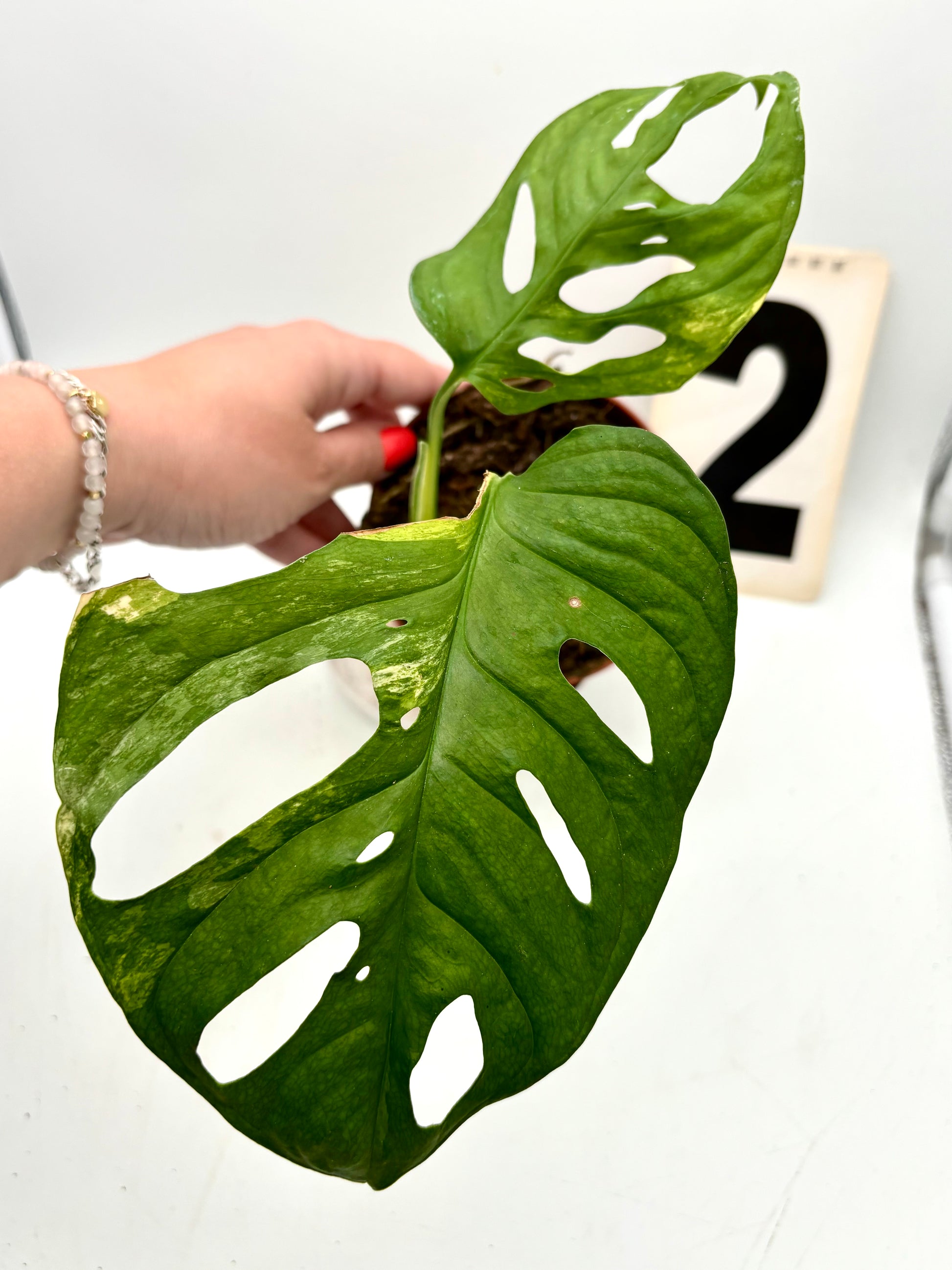 Monstera Adansonii Aurea Variegata von Exotic-Flowers mit grünen und gelben Blättern, detailreiche Blattform, dekorative Zimmerpflanze