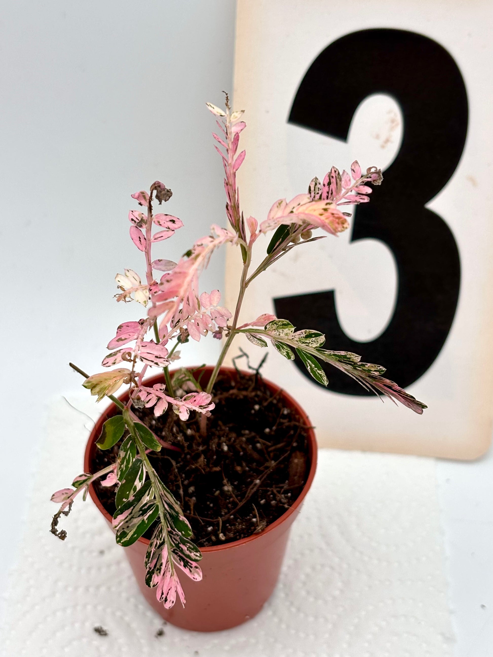Phyllanthus Urinaria Pink Variegata