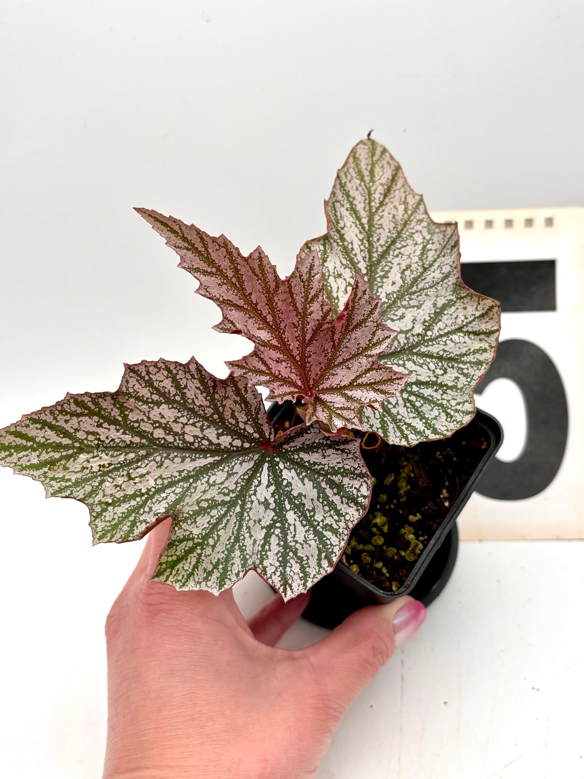 Bengonia Pink Minx Pflanze von Exotic-Flowers mit pinken Blüten und sattem grünen Laub, im Top präsentiert