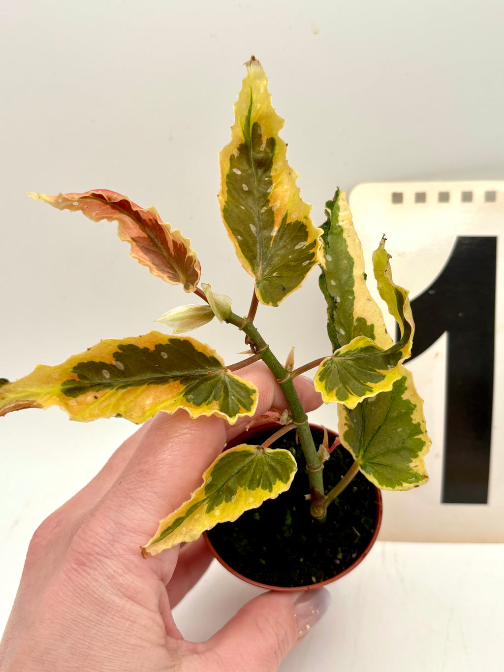 Begonia Dainty Spray Sport Variegata - Exotic-Flowers