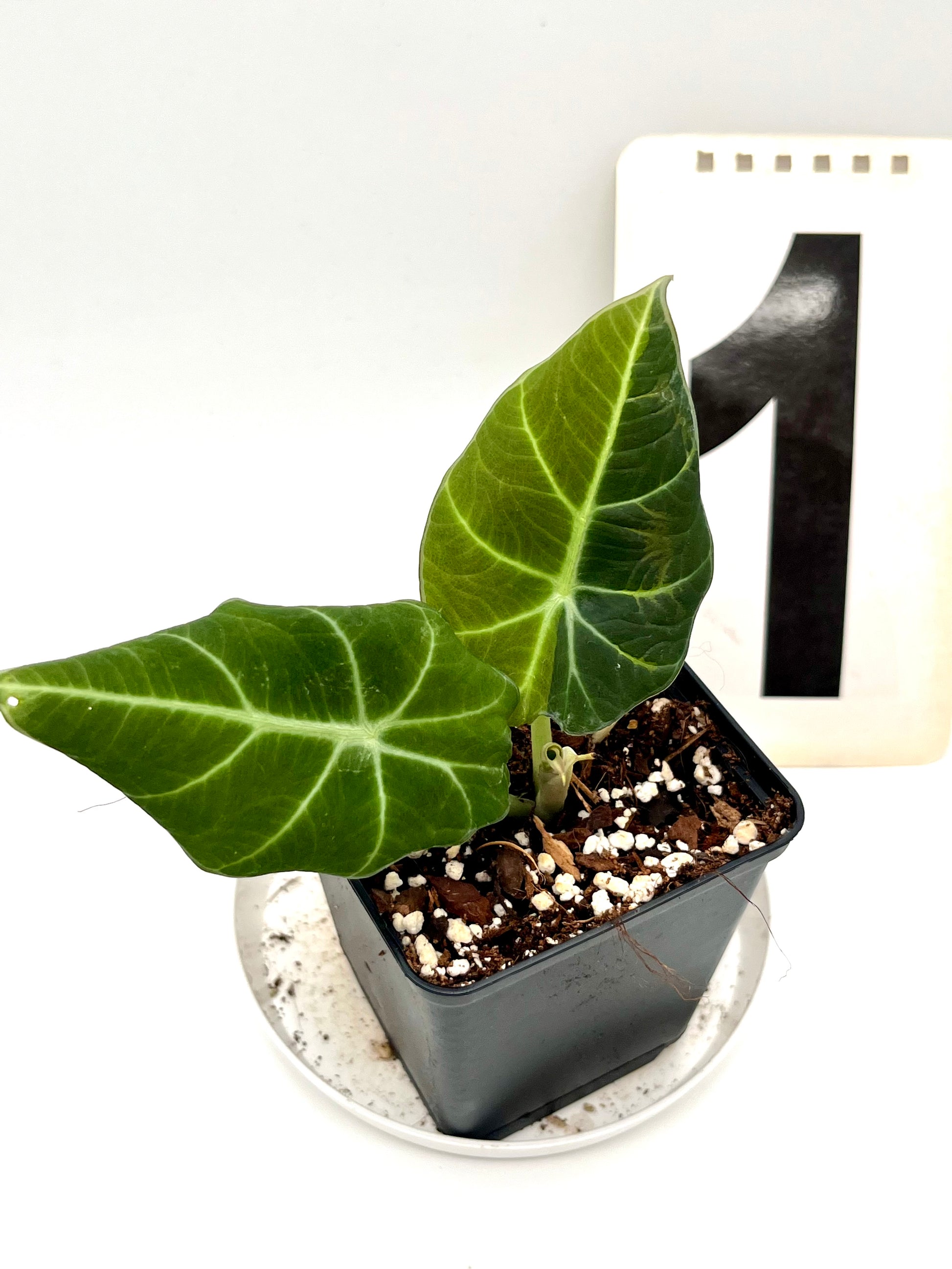 Alocasia Green Velvet