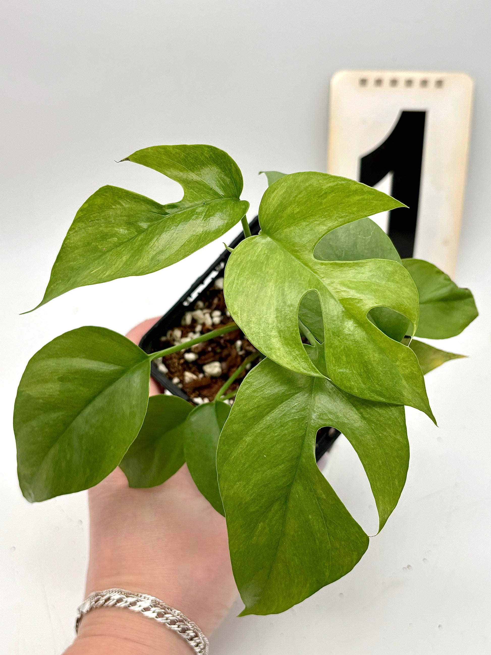 Rhaphidophora Tetrasperma Variegata Mint / Monstera Minima - Exotic-Flowers