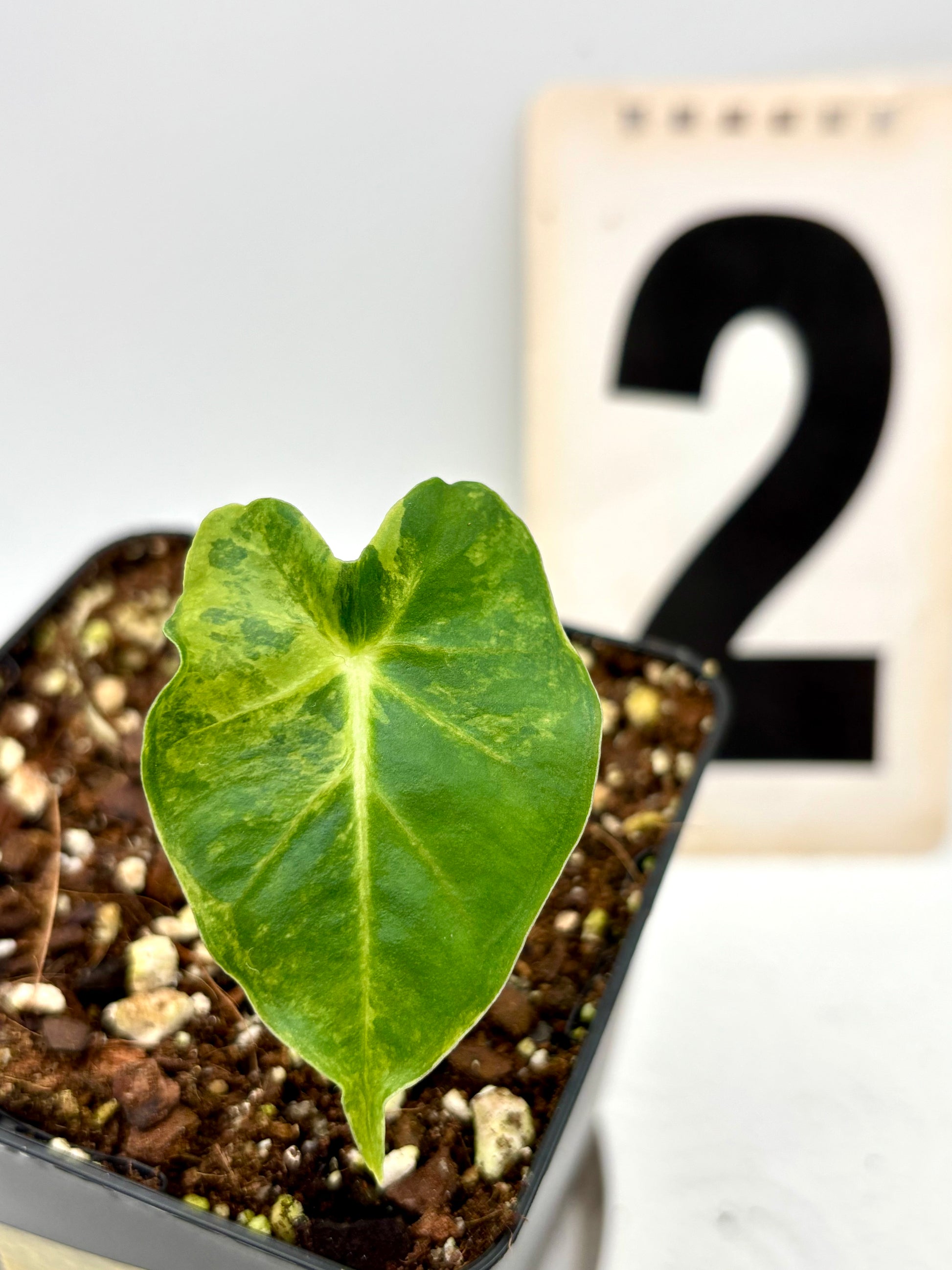 Alocasia London Eye Variegata