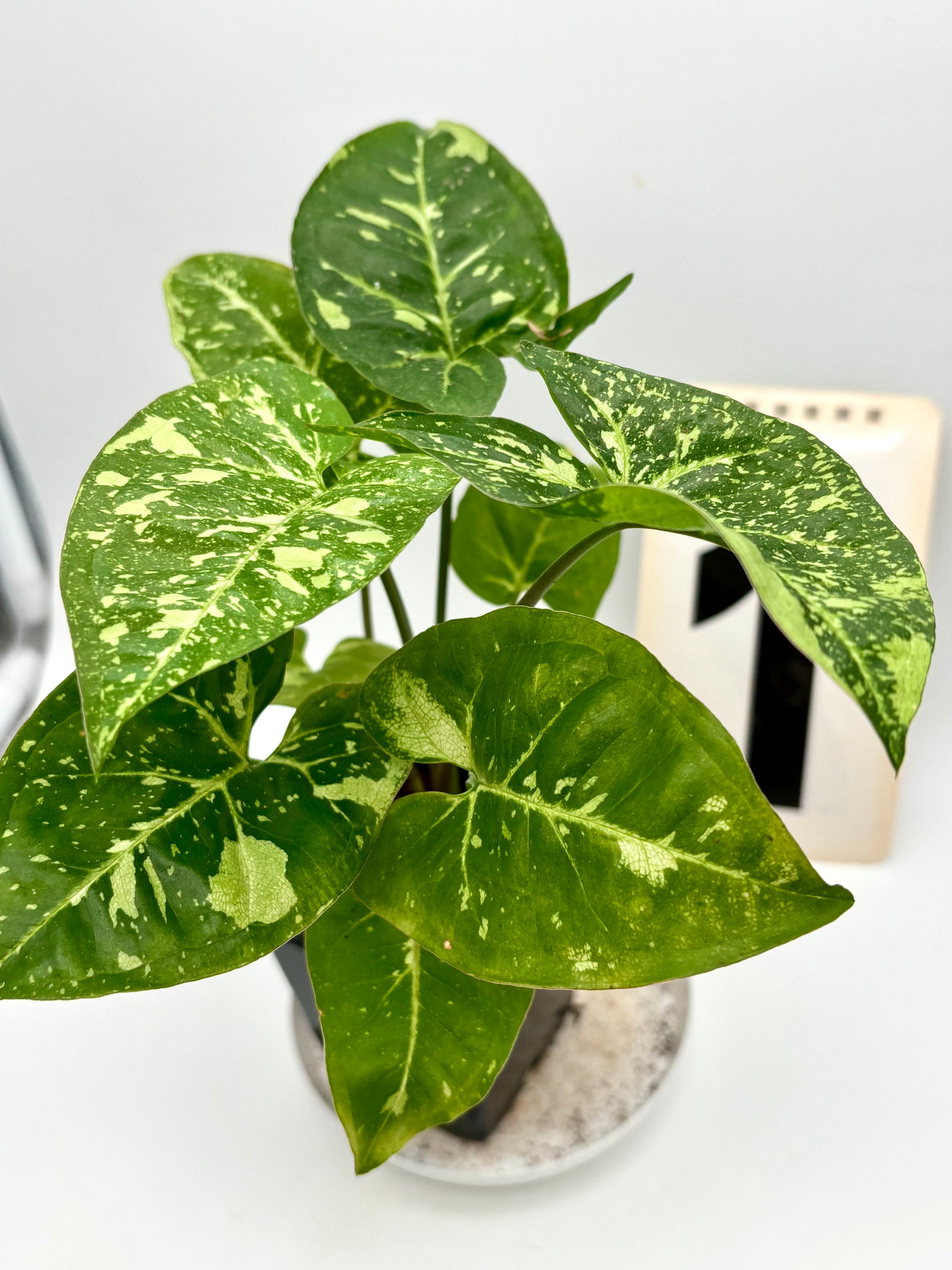 Syngonium Panda