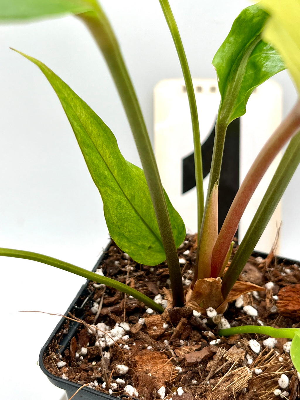 Anthurium Hookeri Variegata