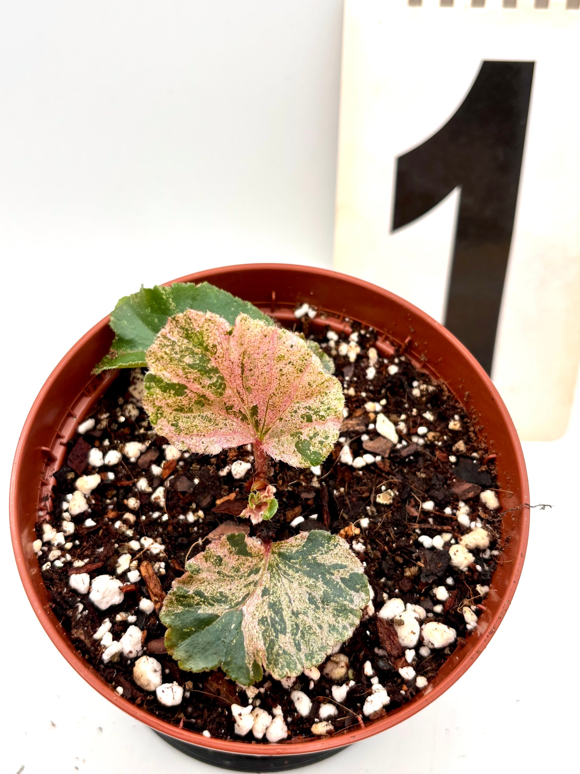Variegierte Begonia Cucullata von Exotic-Flowers mit grünen und weißen Blättern in einem Topf auf einem Tisch.