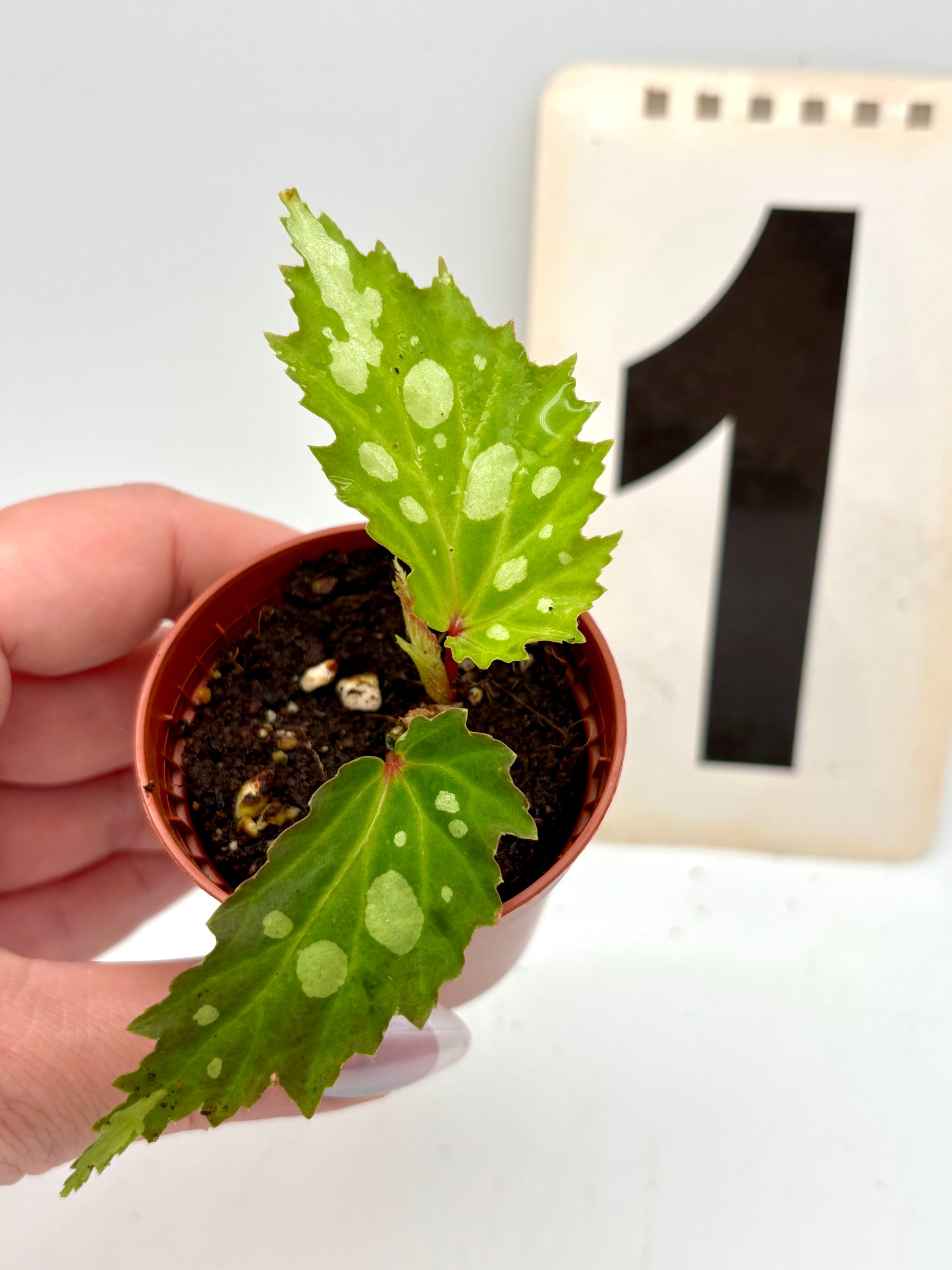 Begonia Mantuk