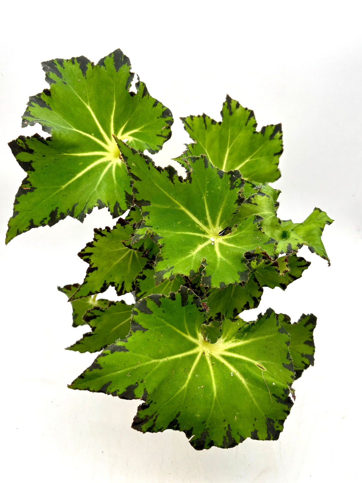 Begonia Bowerae