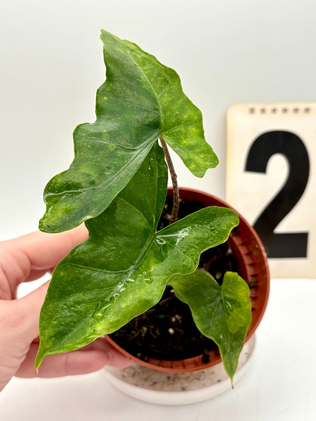 Alocasia Batwing Variegata - Exotic-Flowers