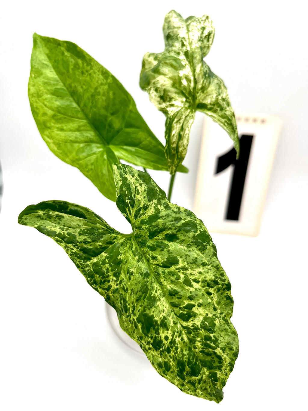 Syngonium Mottled Mojito